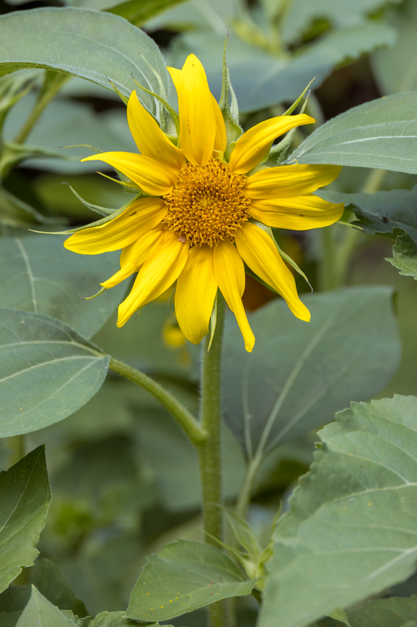 Sunflower blooming in a garden in Italy