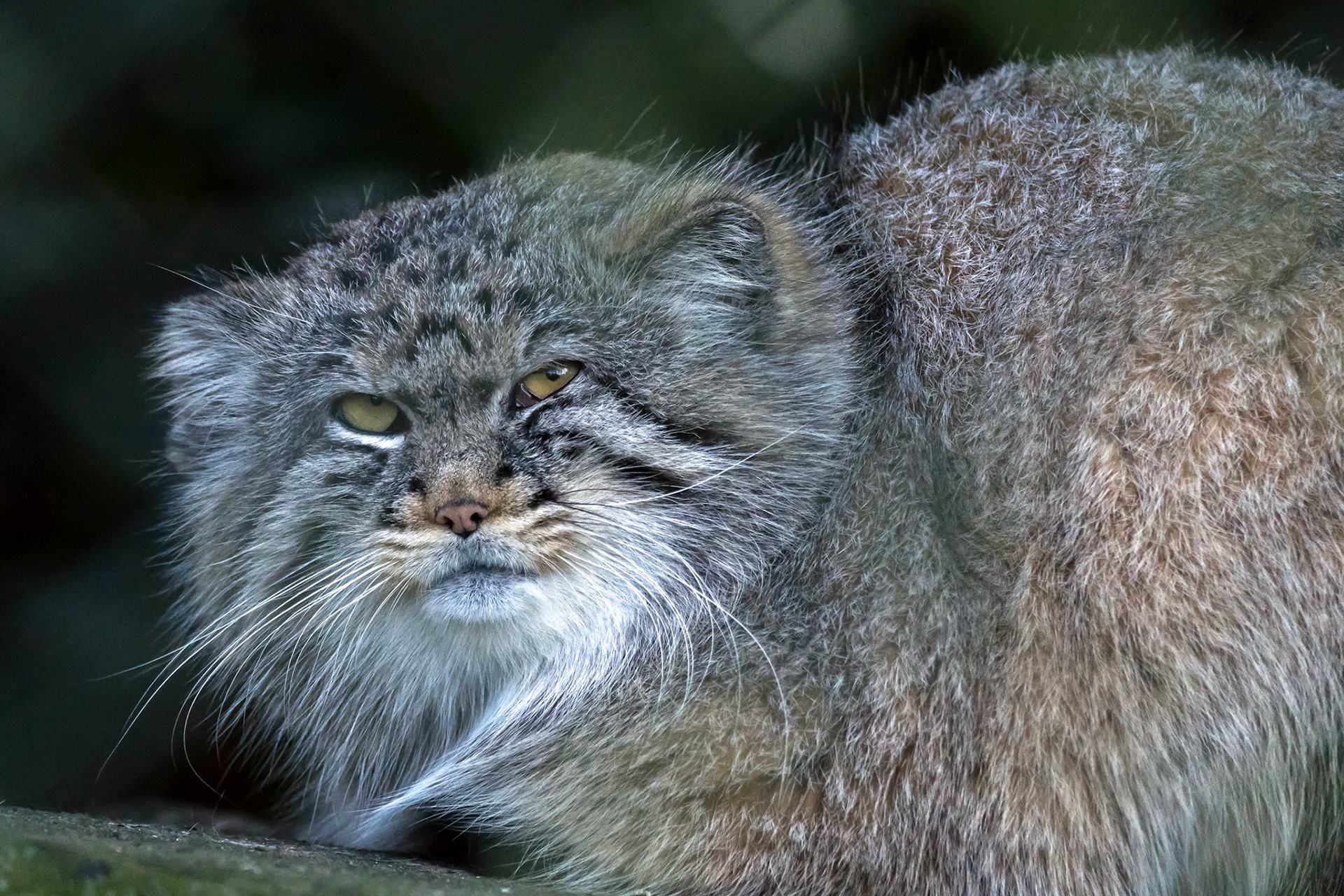 Pallas's Cat (Otocolobus manul)