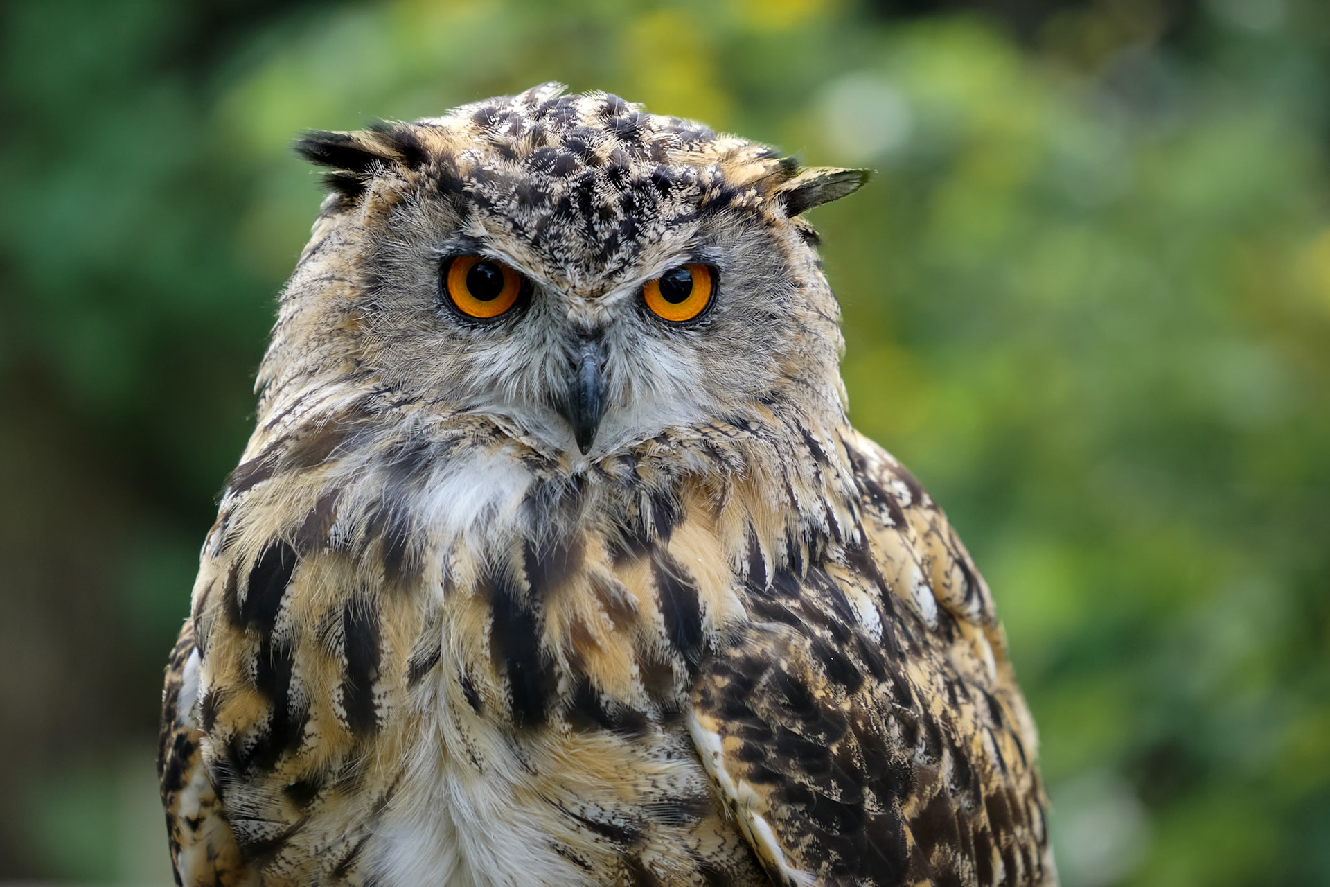 Eurasian Eagle-Owl (Bubo bubo)