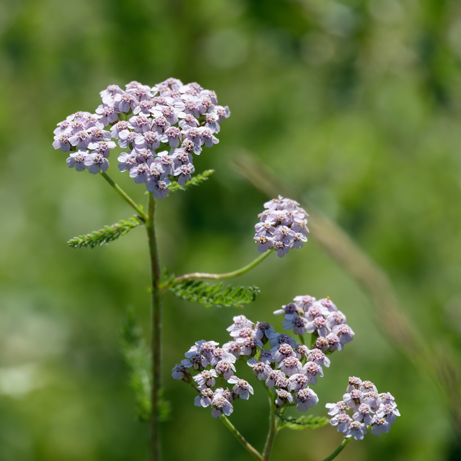 Pink flowerhead of a Common Yarrow (Achillea millefolium L.) blooming in the Dolomites
