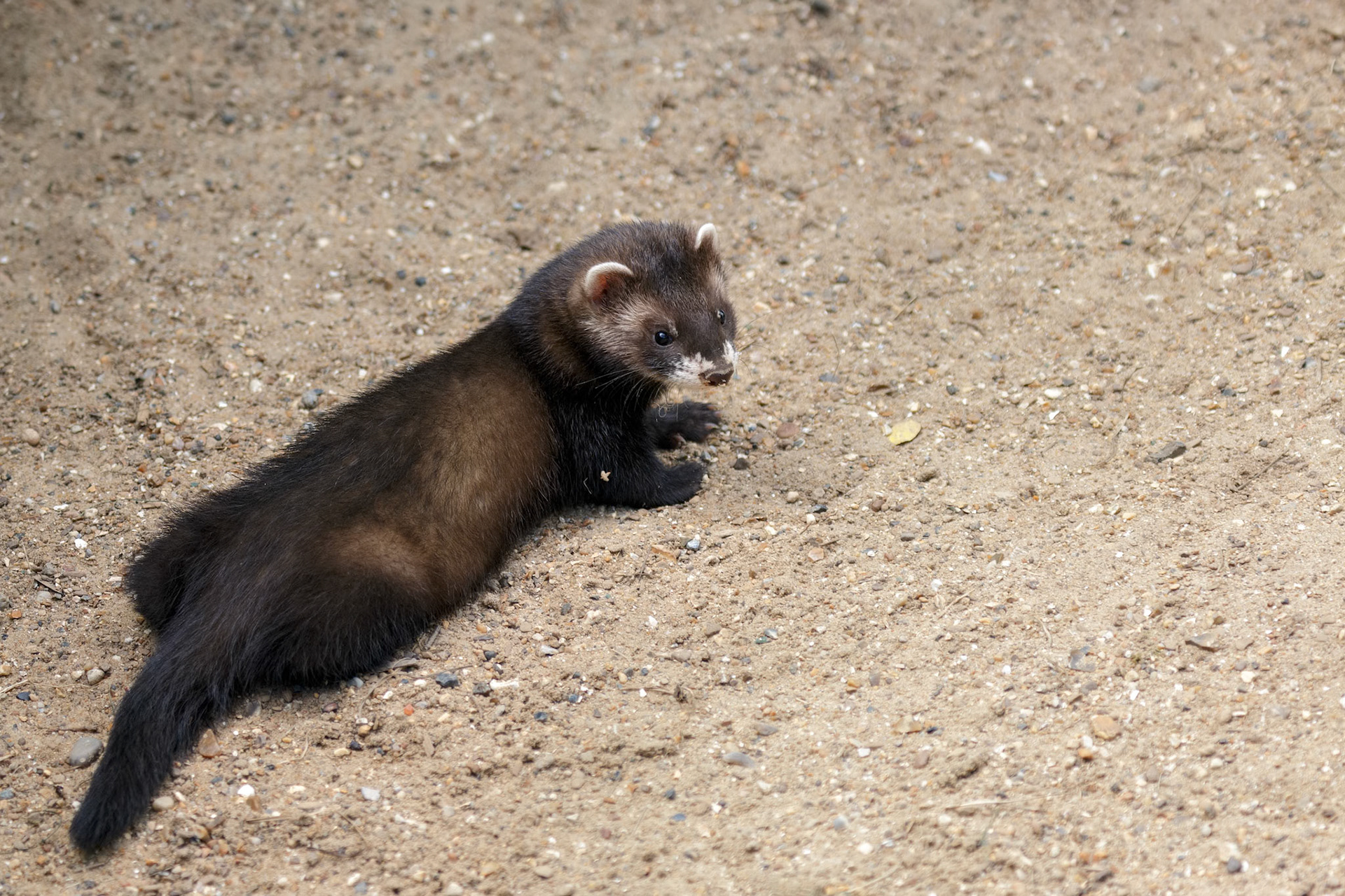 Young European Polecat (Mustela putorius)