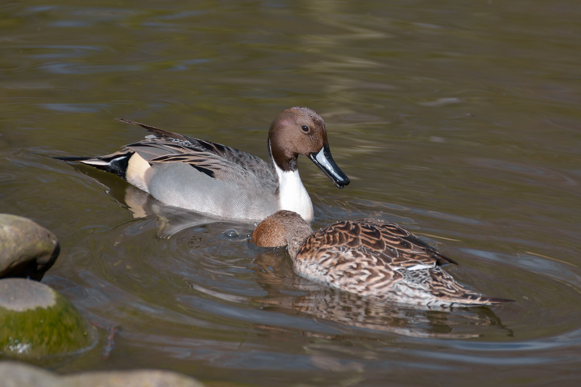 A pair of Northern Pintail (Anas acuta) in London