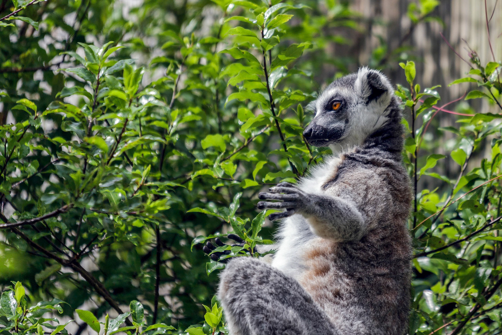 Ring-Tailed Lemur (Lemur catta)