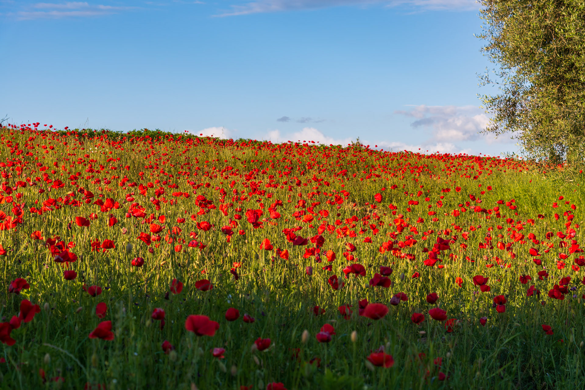 Evening sunshine illuminating a Poppy field in Tuscany