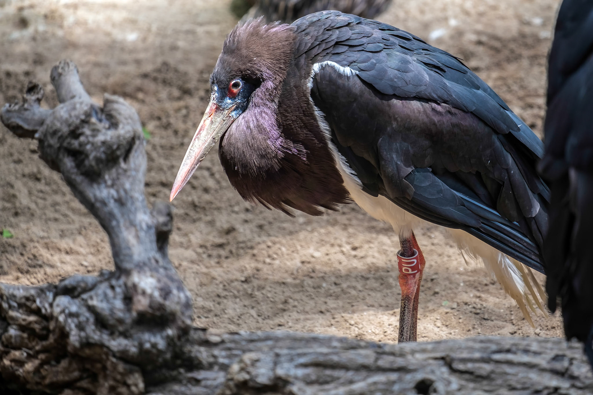 Abdim's Stork at the Bioparc in Fuengirola