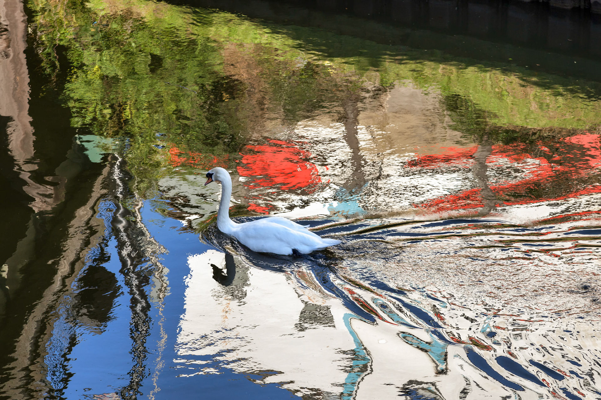 Mute Swan Swimming along the Old River Nene