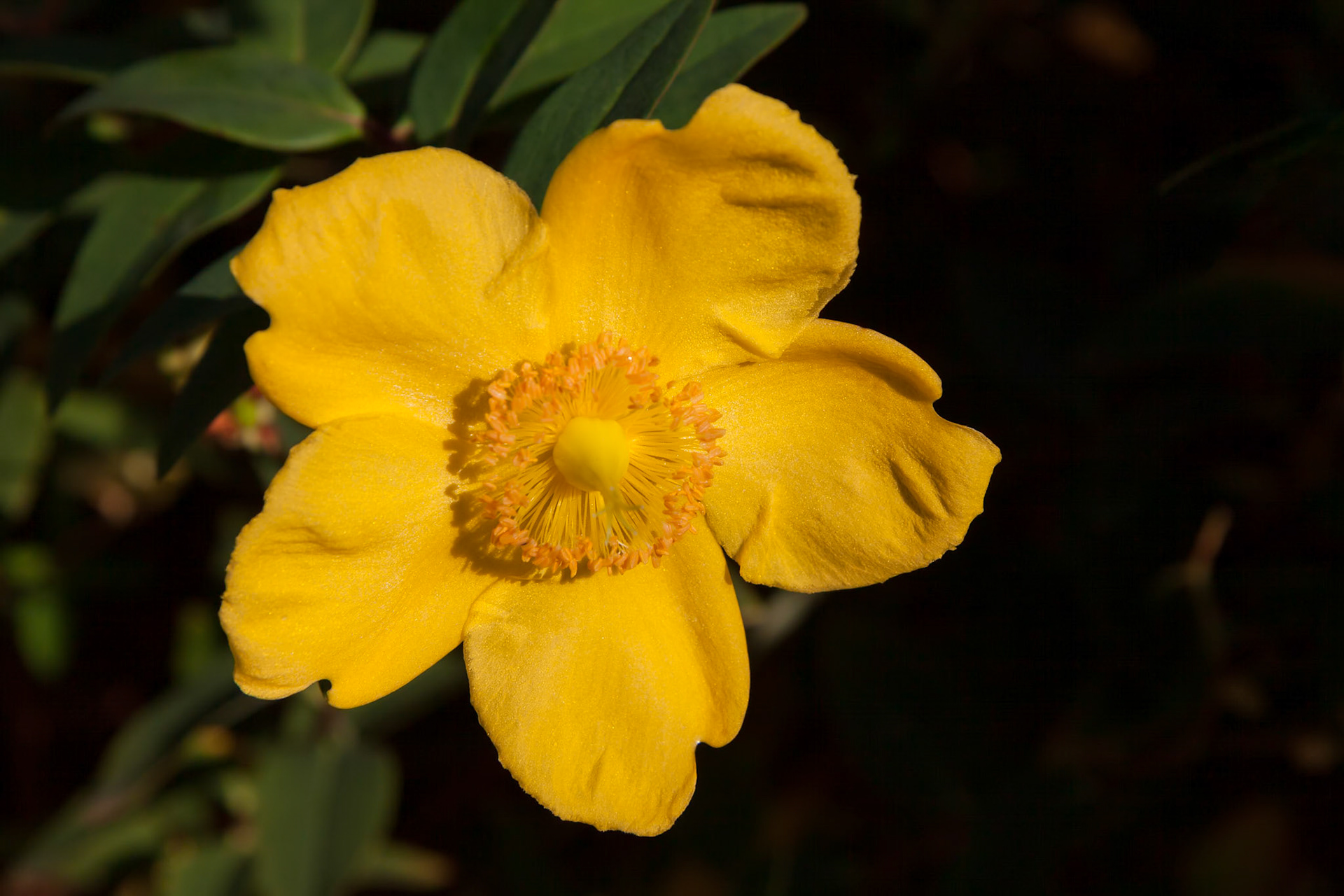 St John's Wort 'Hidcote' Plant illuminated by late afternoon sunlight