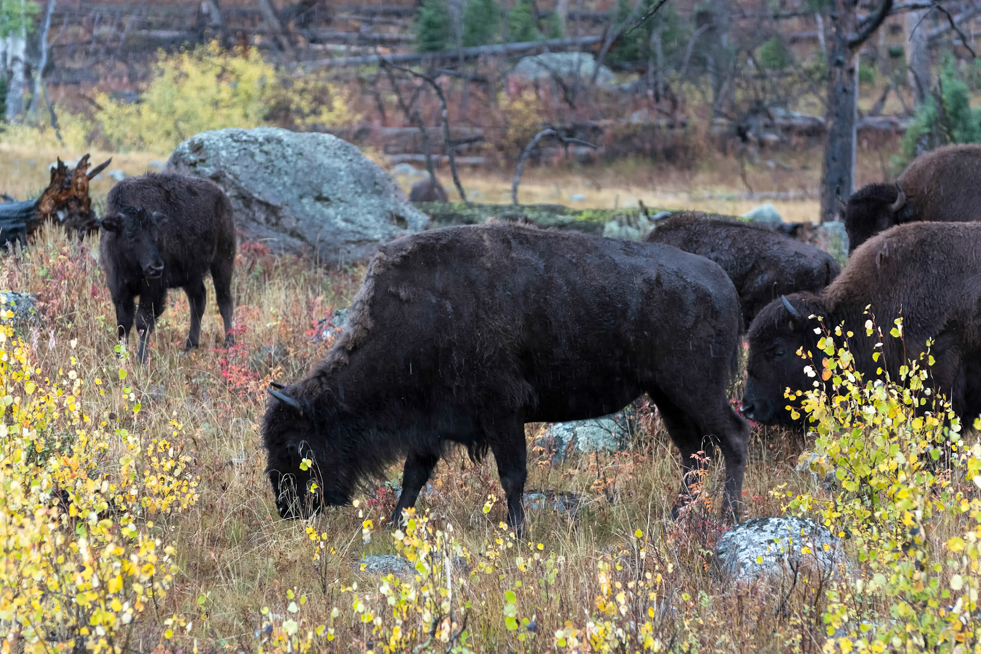 American Bison (Bison bison)