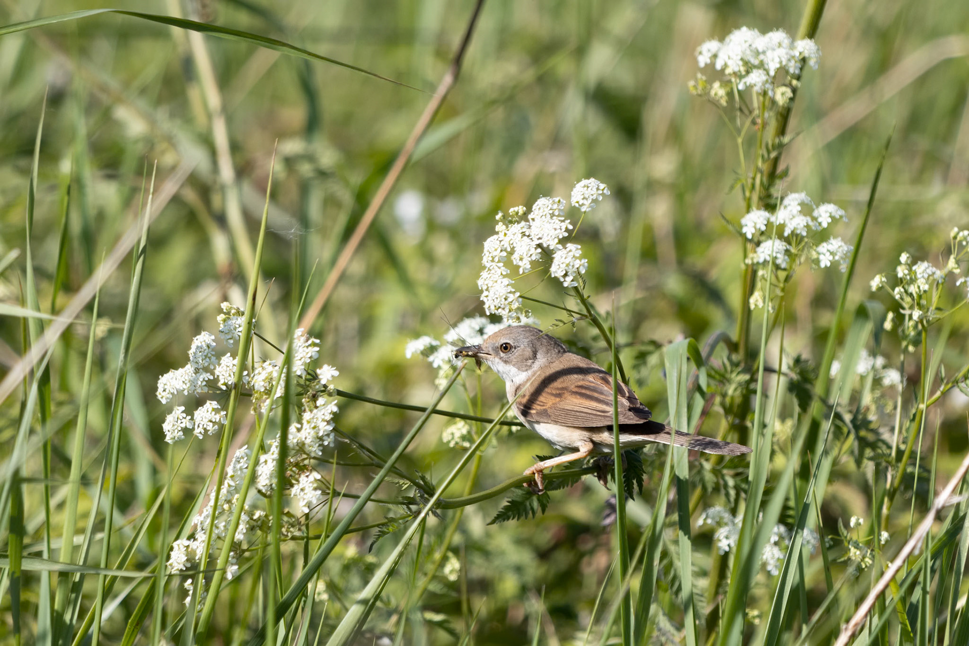 Common Whitethroat (Sylvia communis) hunting for food