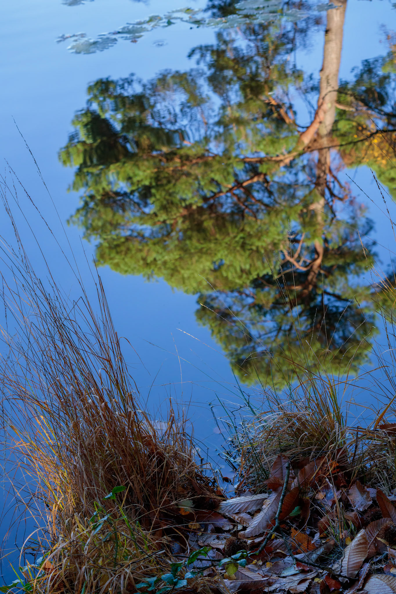Reflections on a sunny autumn day at Douster pond in West Sussex