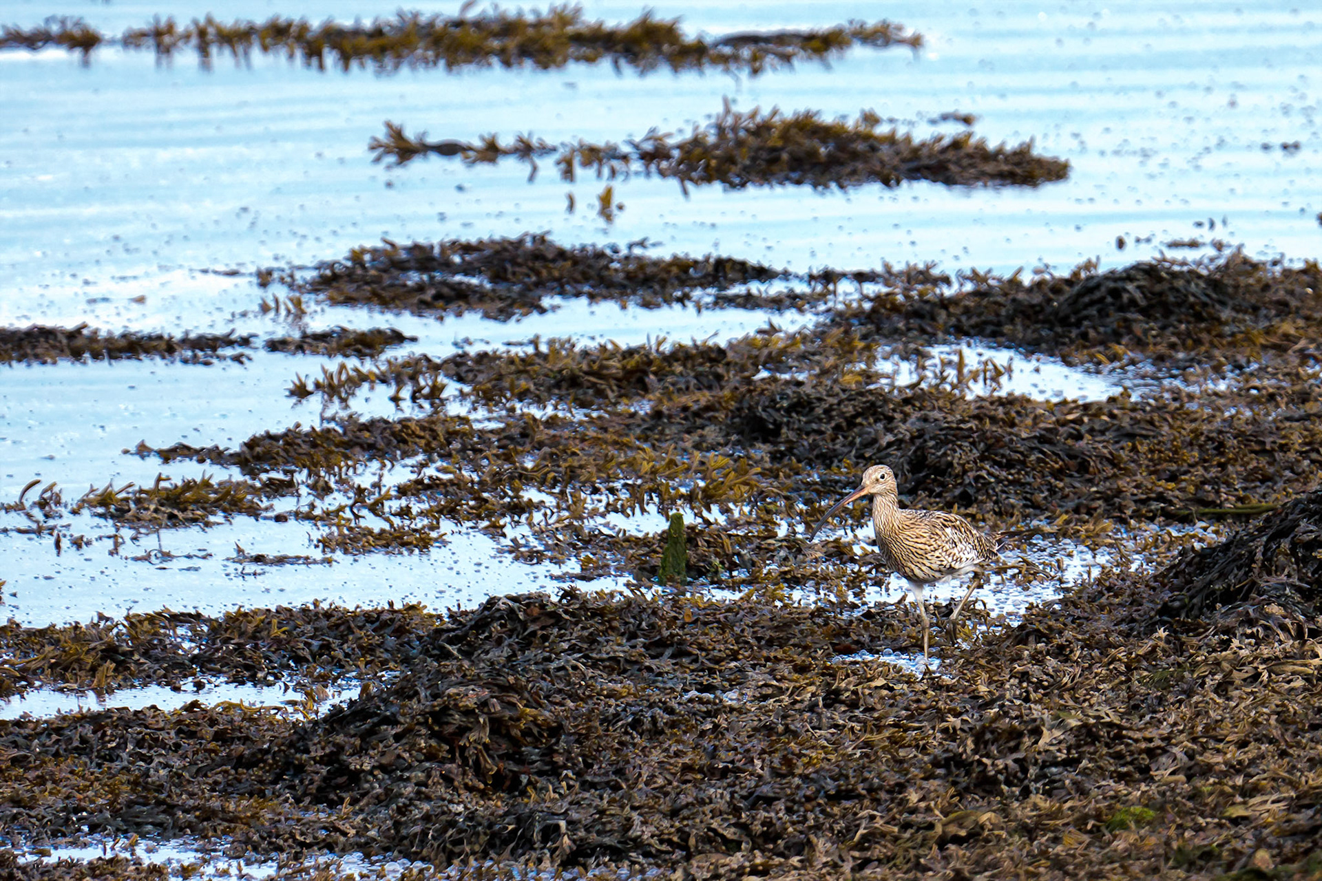 Curlew Walking along the Coquet River