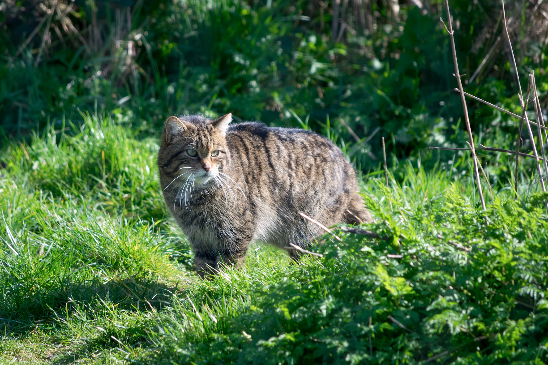 European Wildcat (Felis silvestris silvestris)