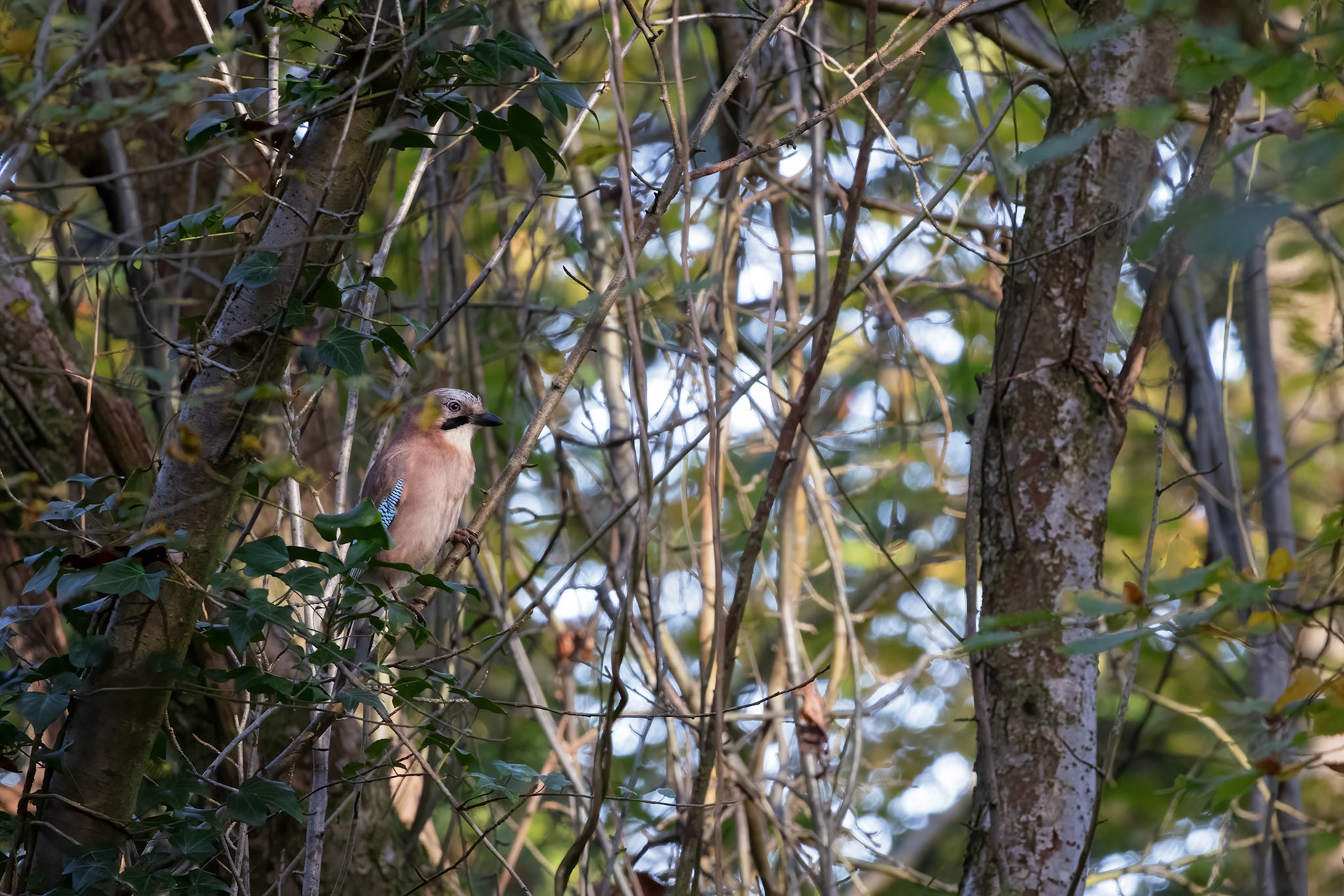 Eurasian Jay (Garrulus glandarius) perched in a tree