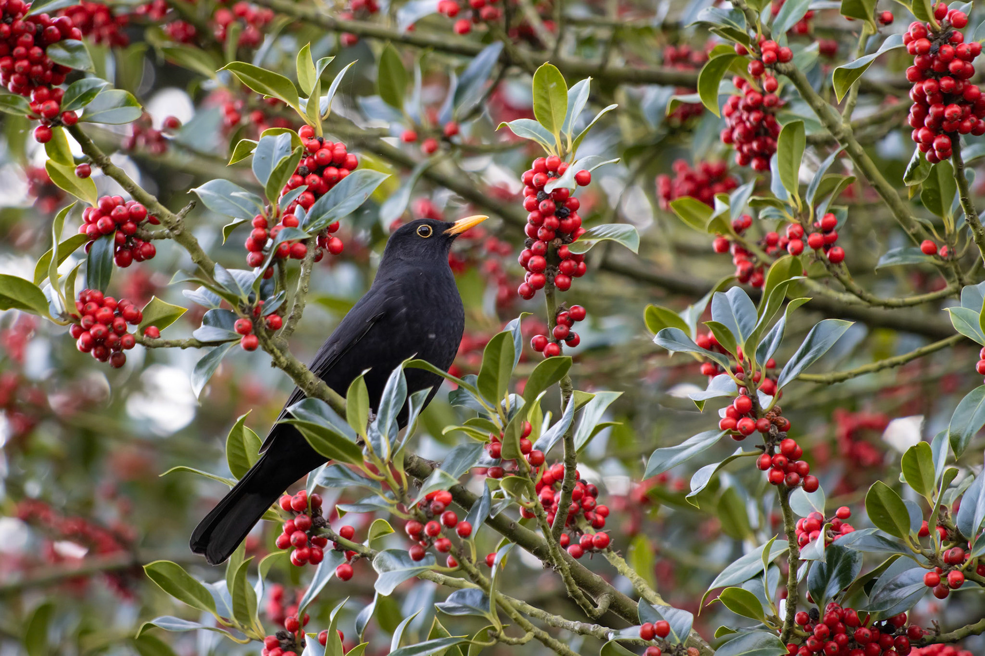 Blackbird (Turdus merula) in a Holly tree eating berries