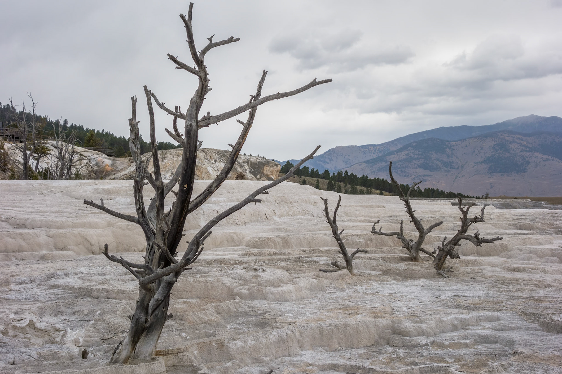 Mammoth Hot Springs