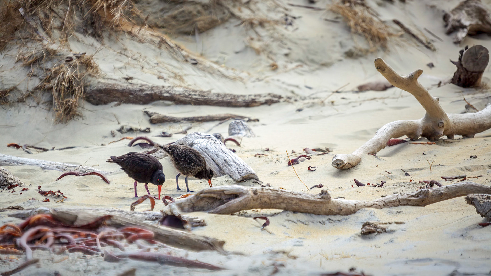 Variable Oystercatchers (Haematopus unicolor)