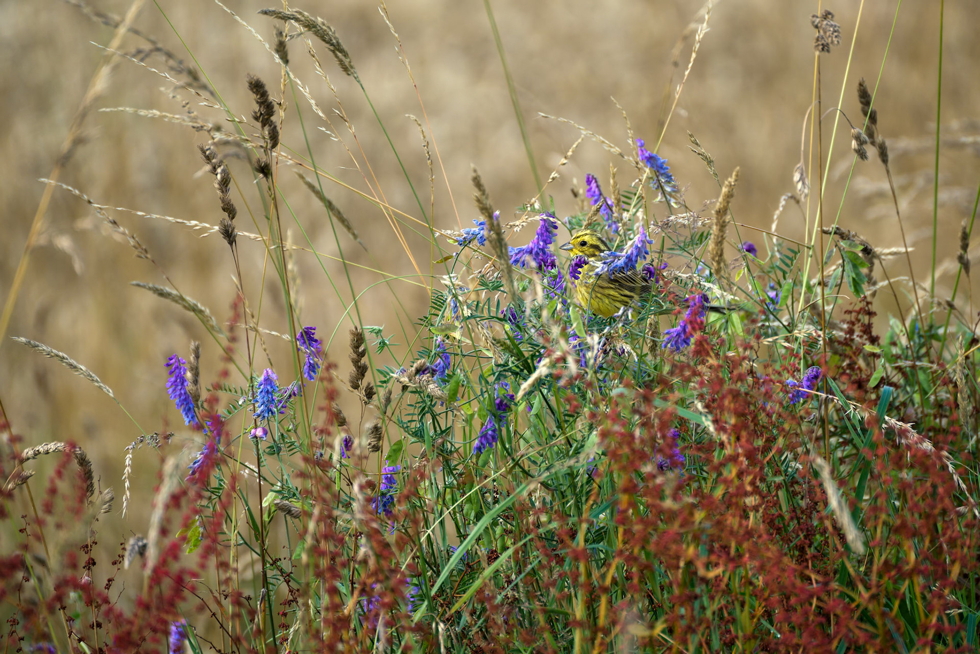 Yellowhammer (Emberiza citrinella) sitting among the wildflowers