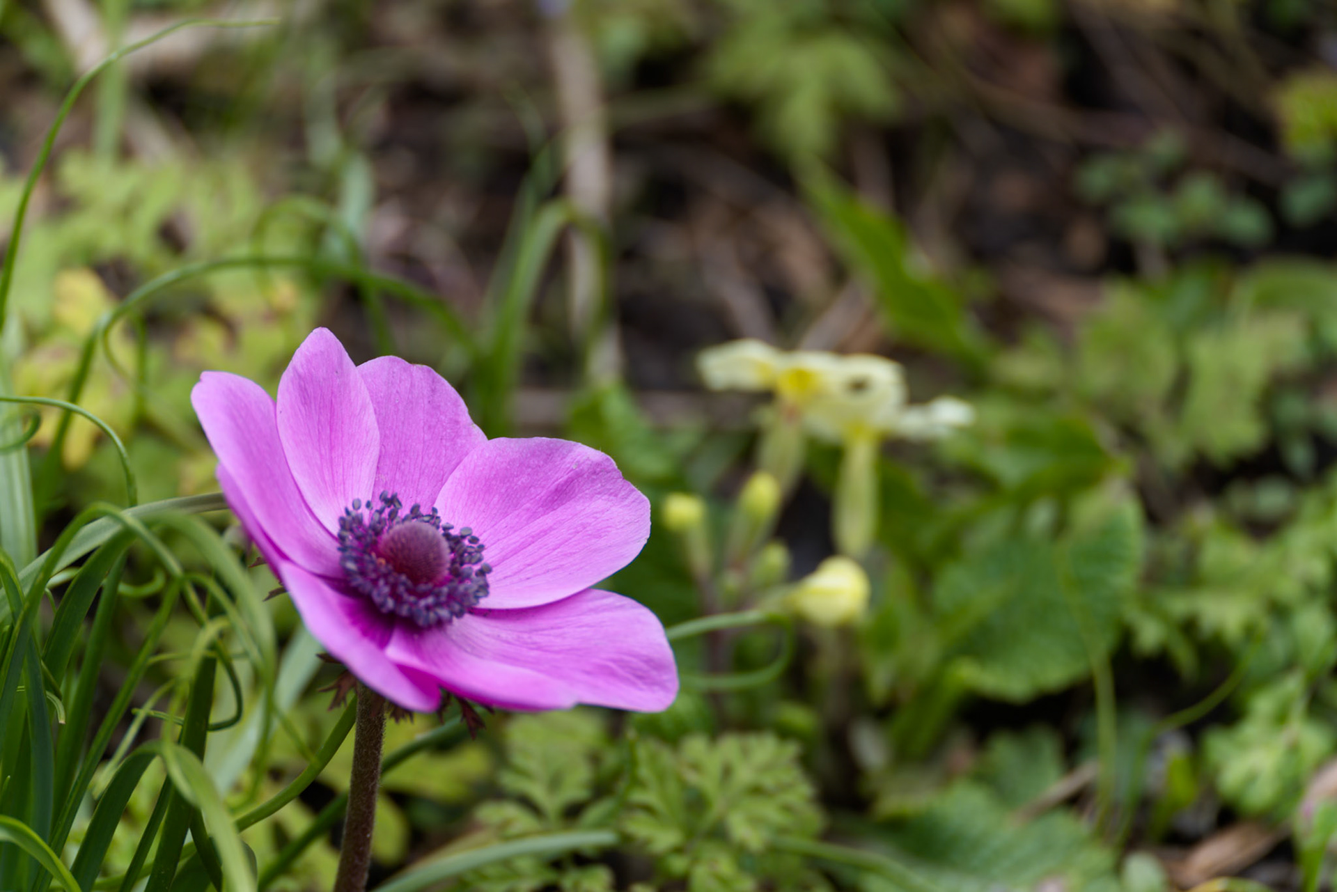 A magenta Anemone flowering in a garden in springtime