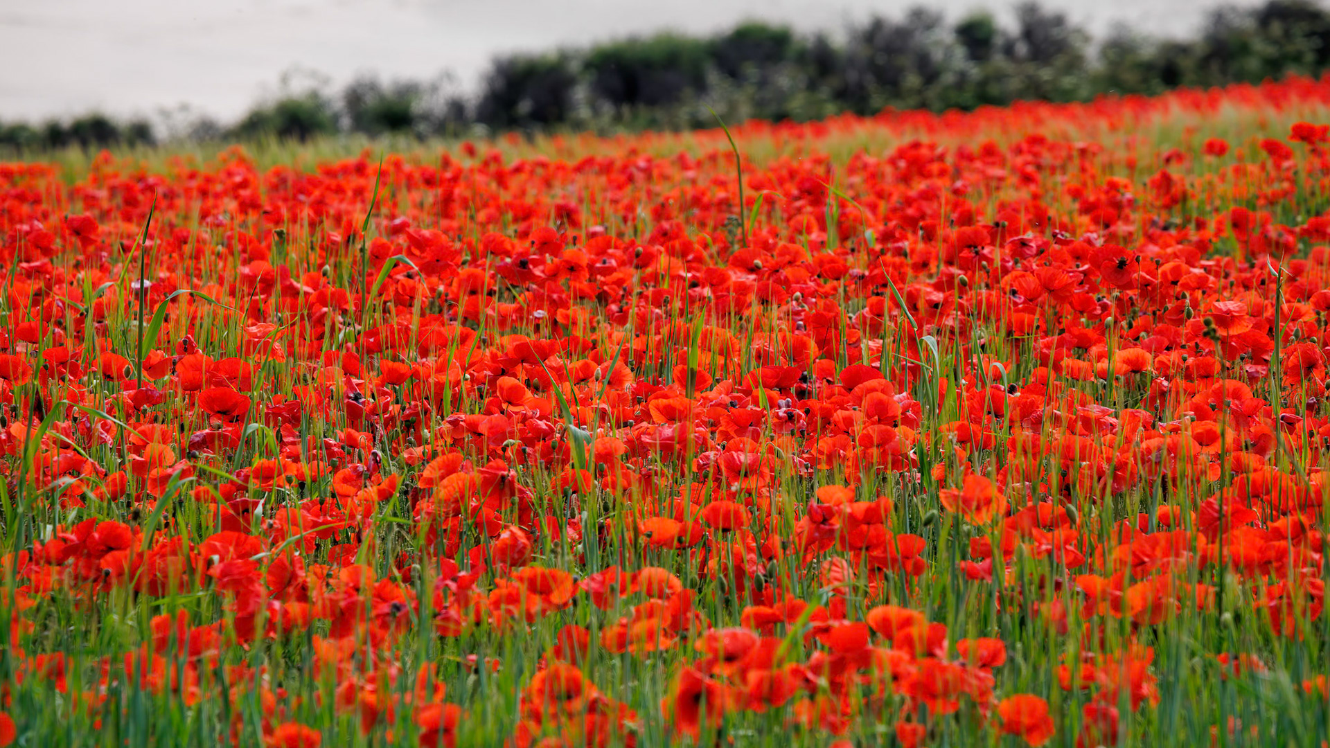 View of Poppies in bloom in a field in West Pentire Cornwall