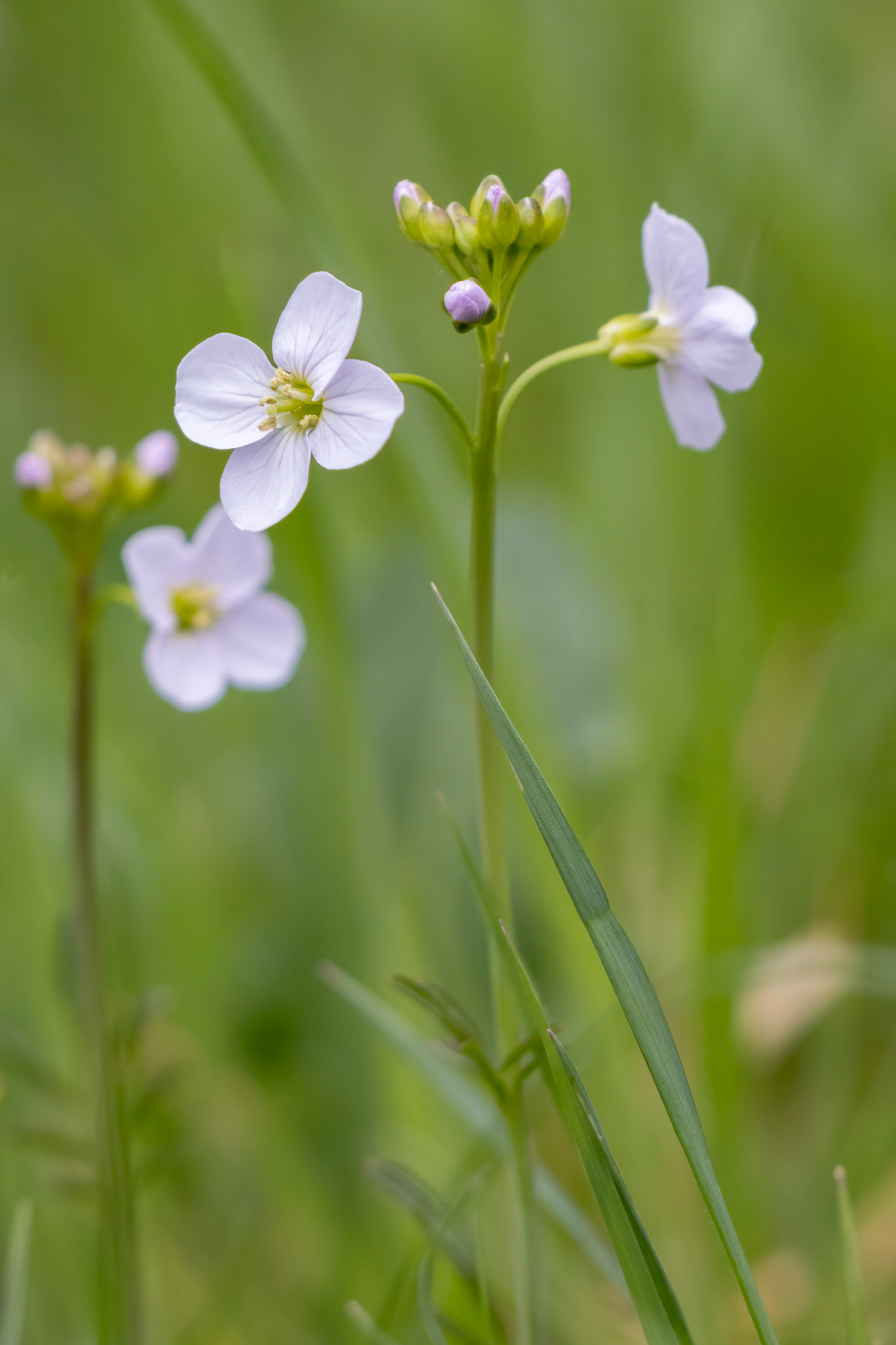 Close-up of some Cuckooflowers blooming in springtime