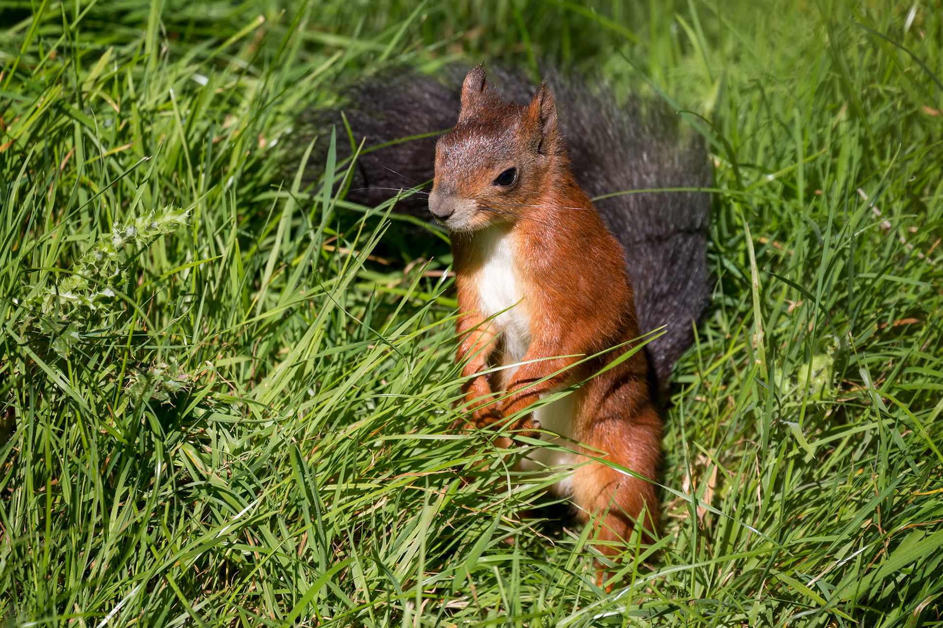 Eurasian Red Squirrel (Sciurus vulgaris) standing in the long grass