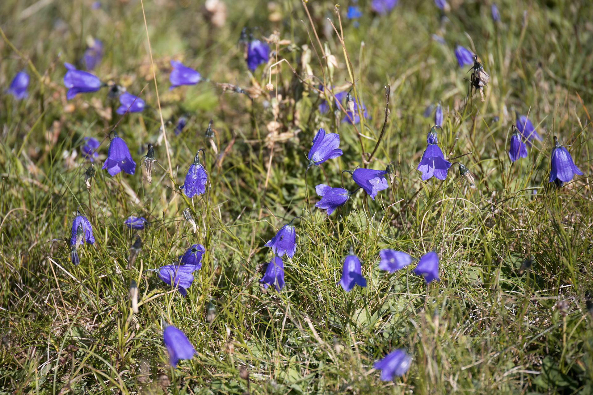 Blue Harebell flowers blooming in the Dolomites