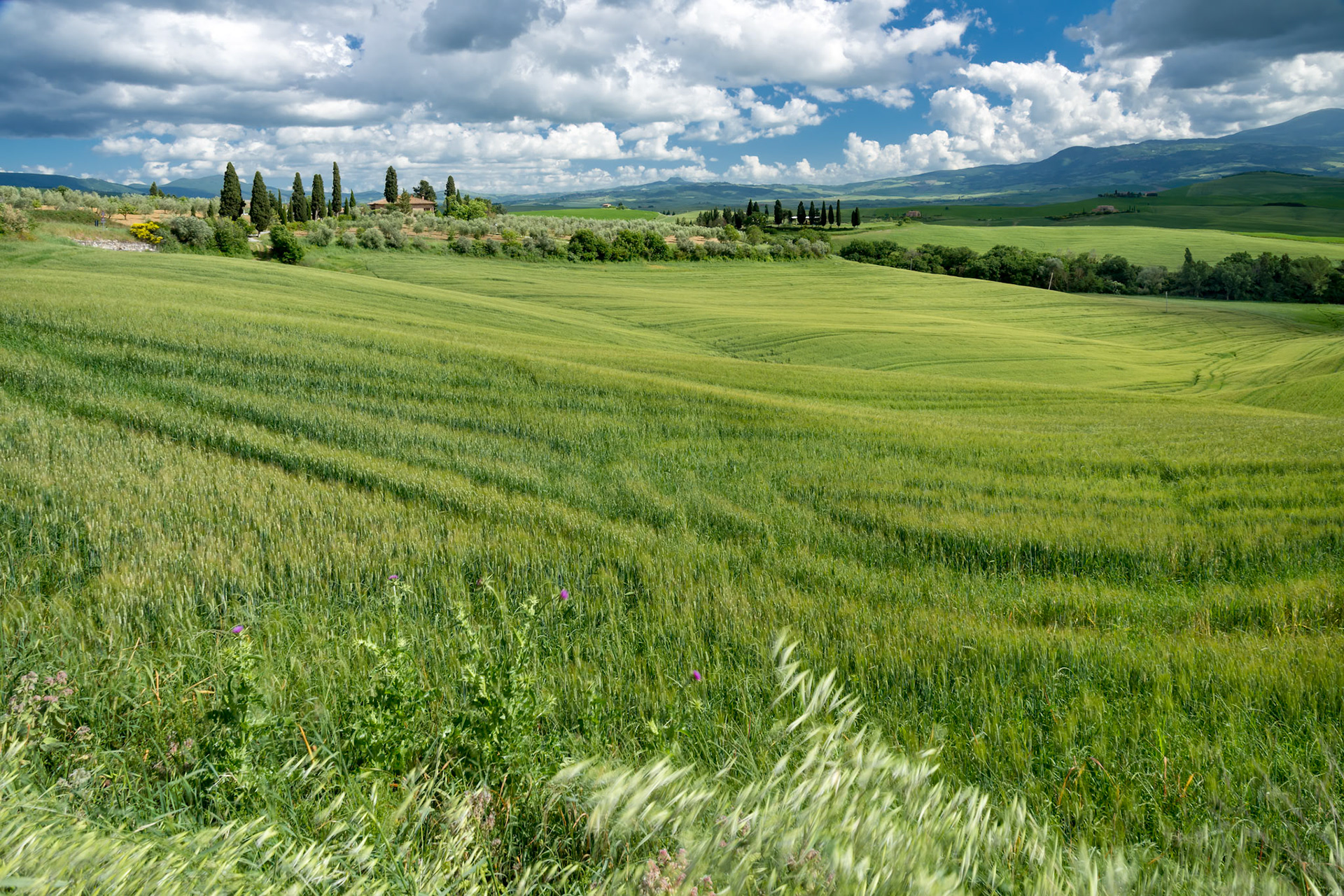 Farmland in Val d'Orcia Tuscany