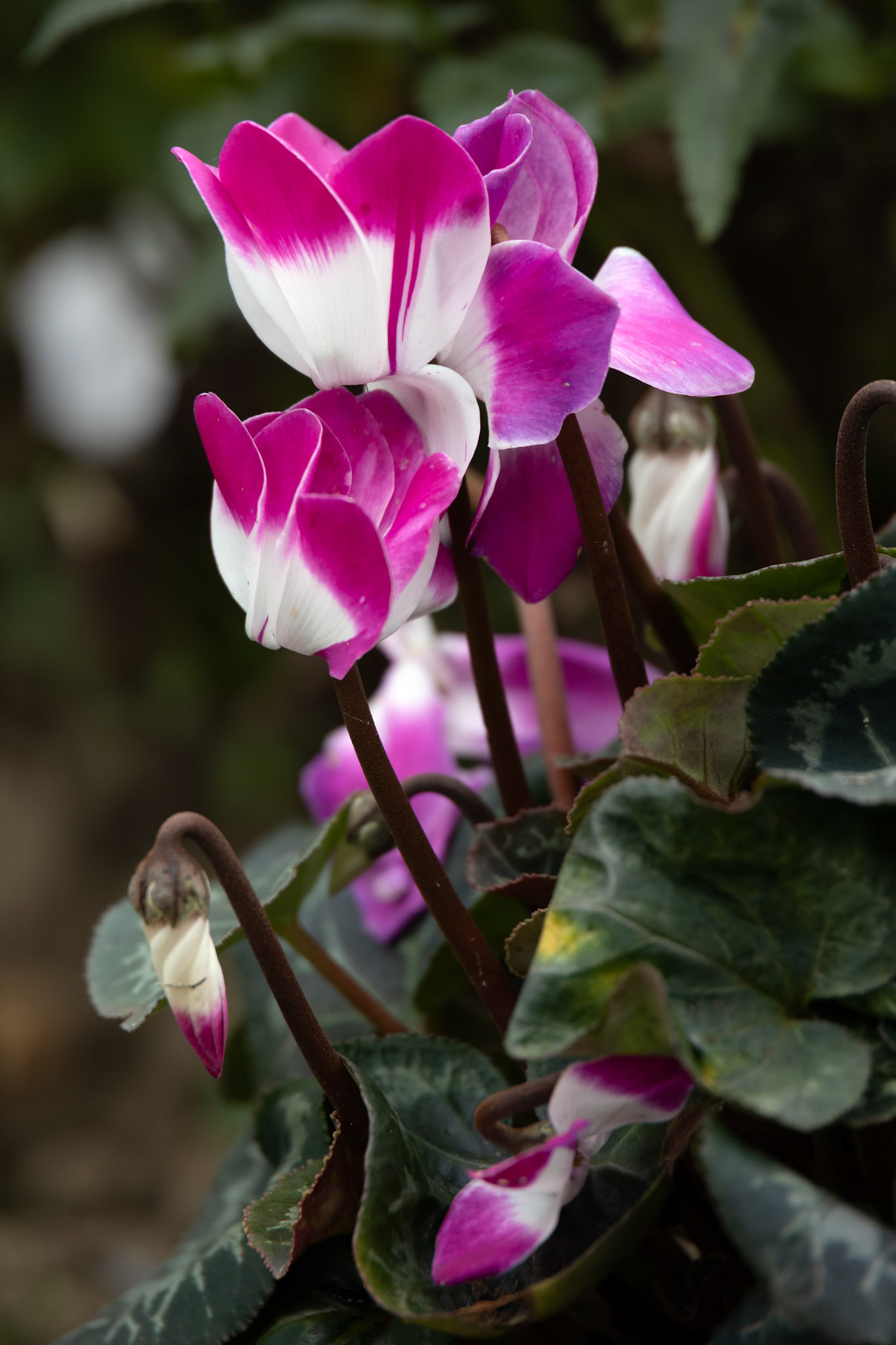 Pink and white Cyclamen (Persicum) in full bloom in an English garden