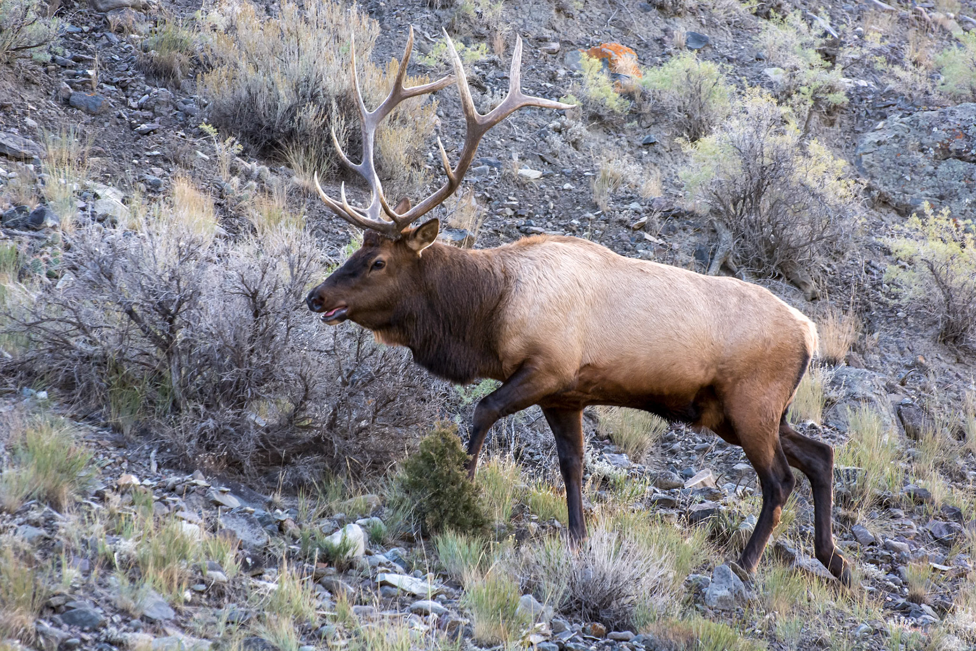 Elk or Wapiti (Cervus canadensis)