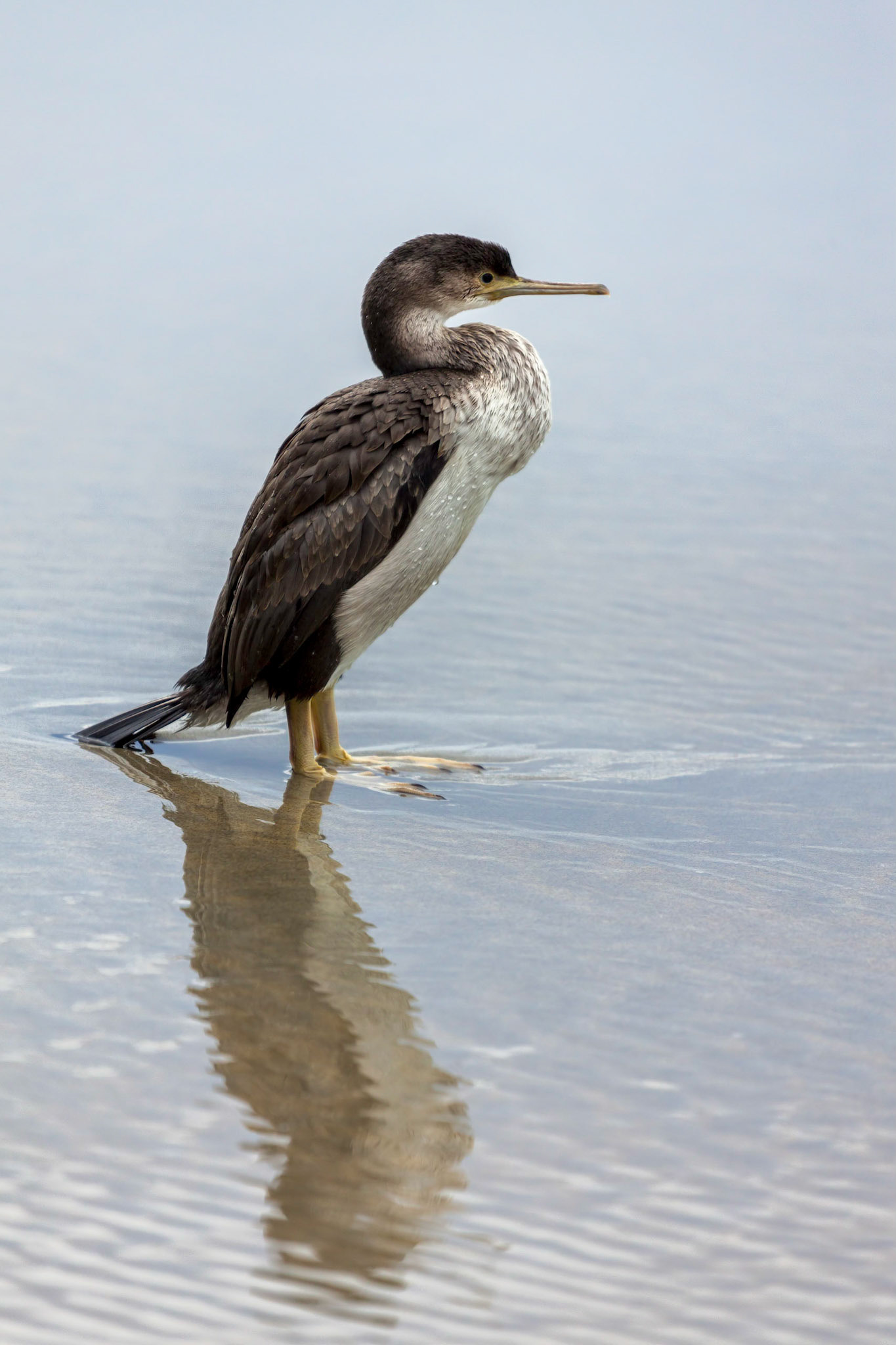 Spotted Shag (Phalacrocorax punctatus)