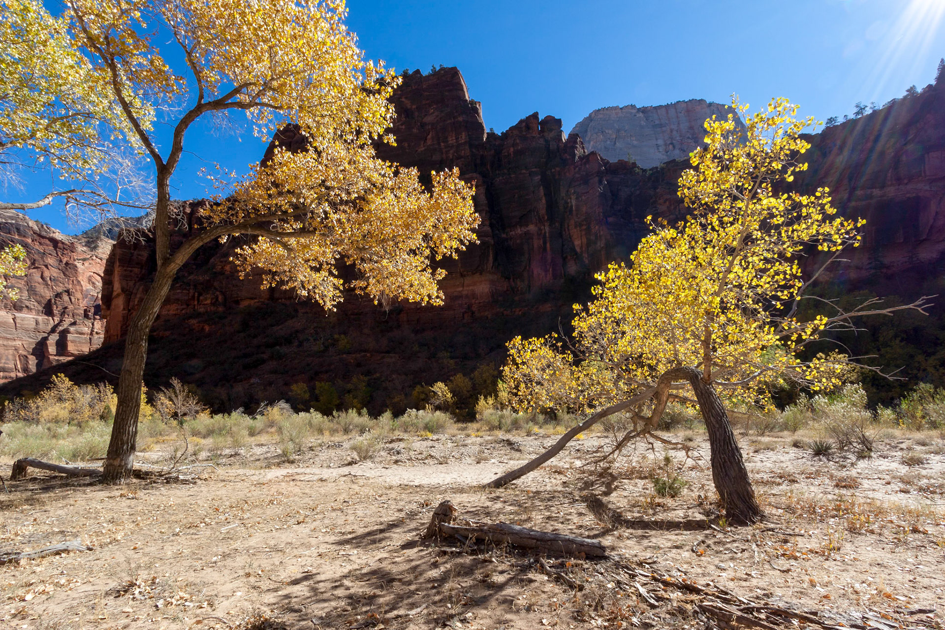 Stunted Tree in Zion National Park