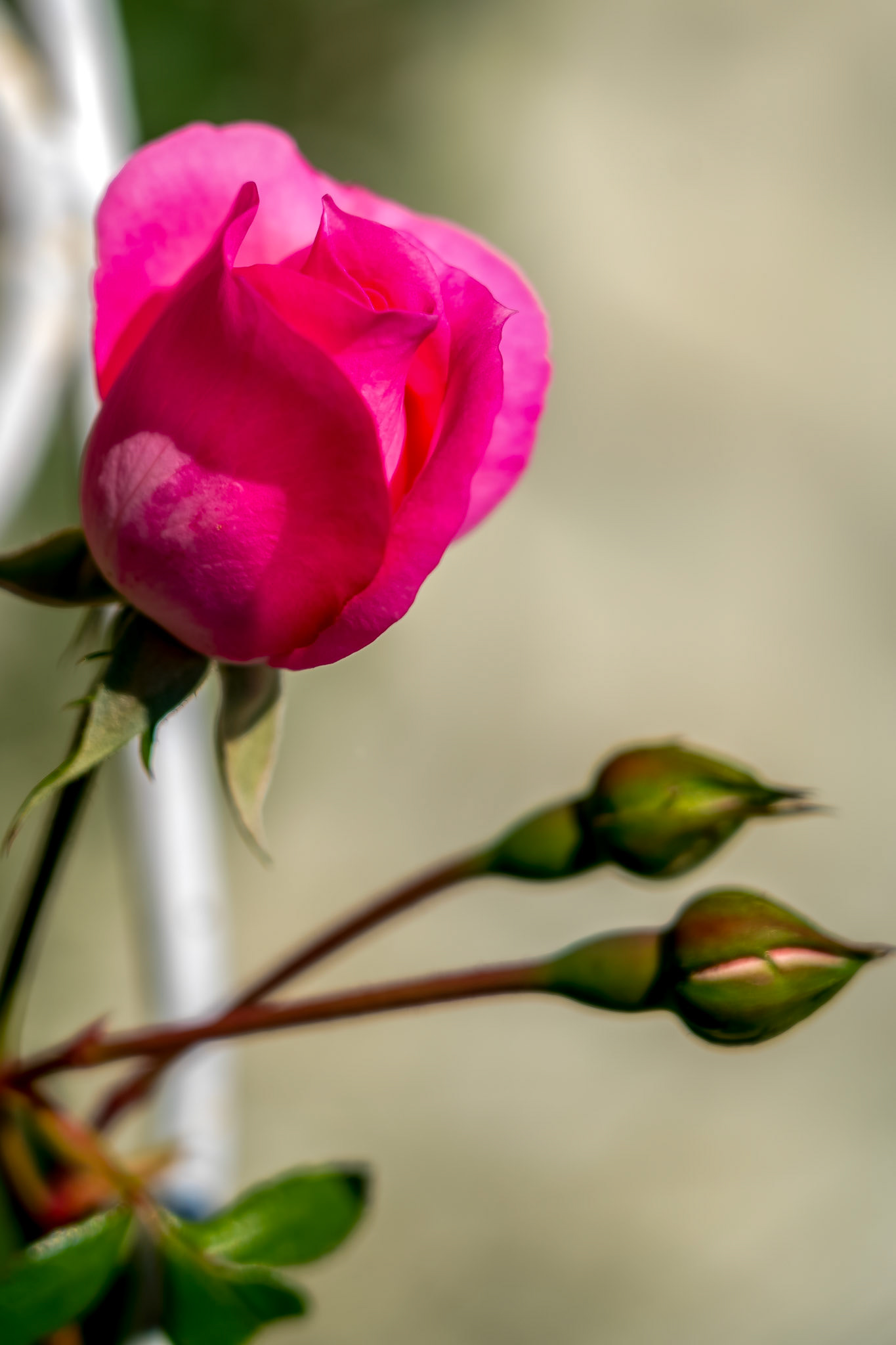 Pink Rose flowering in Romania