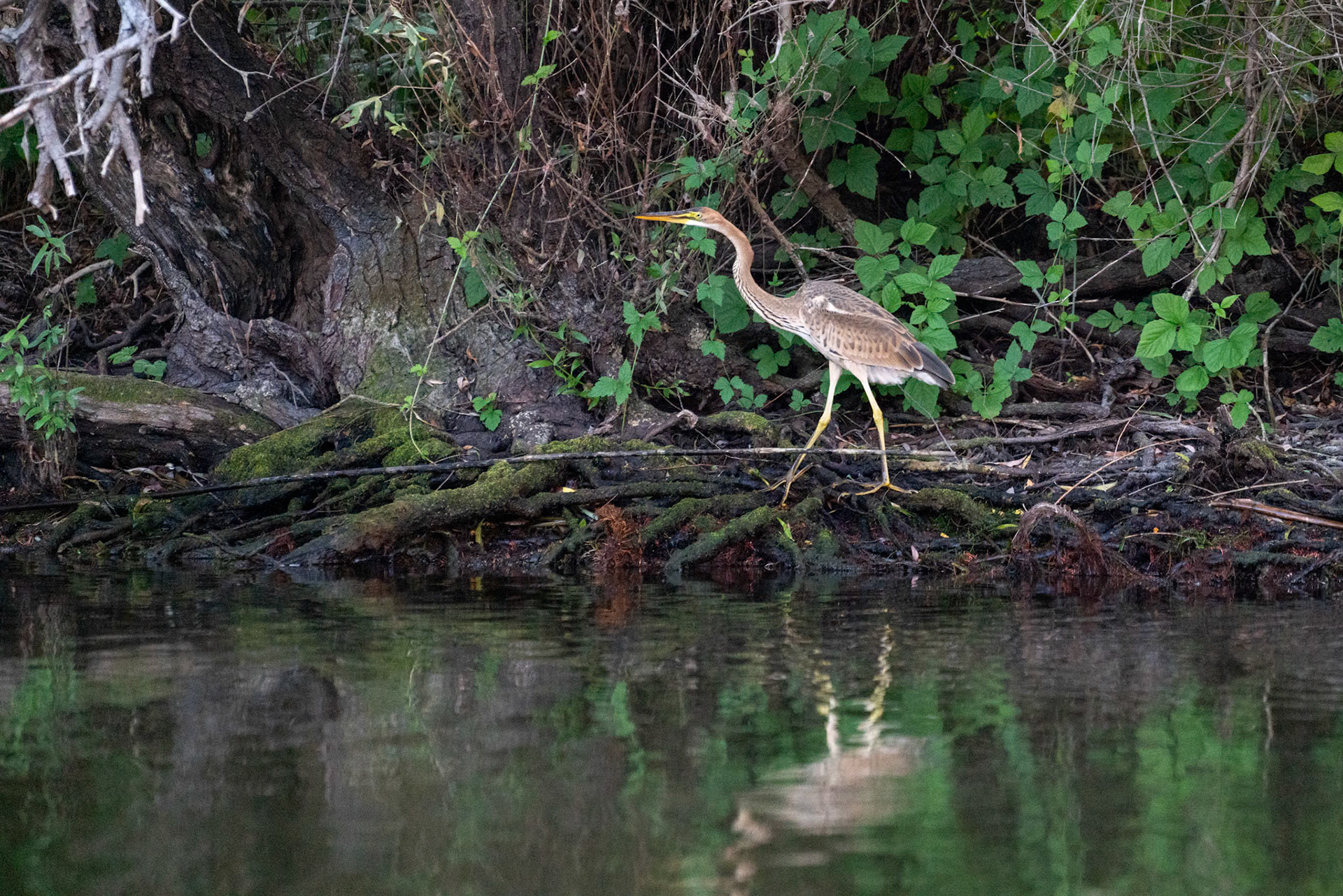 Purple Heron (Ardea purpurea) in the Danube Delta