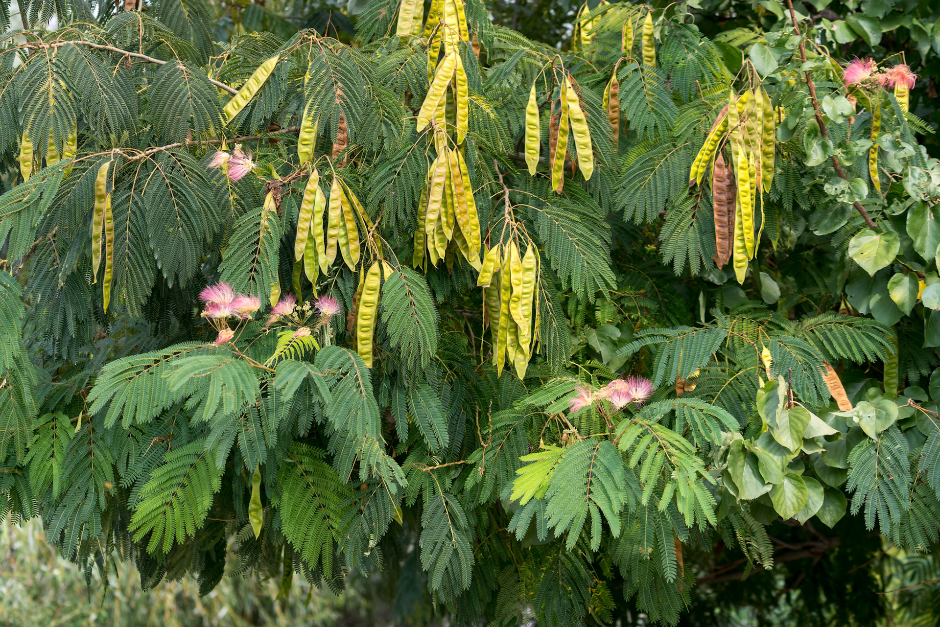 Mimosa tree flowering in the Danube Delta
