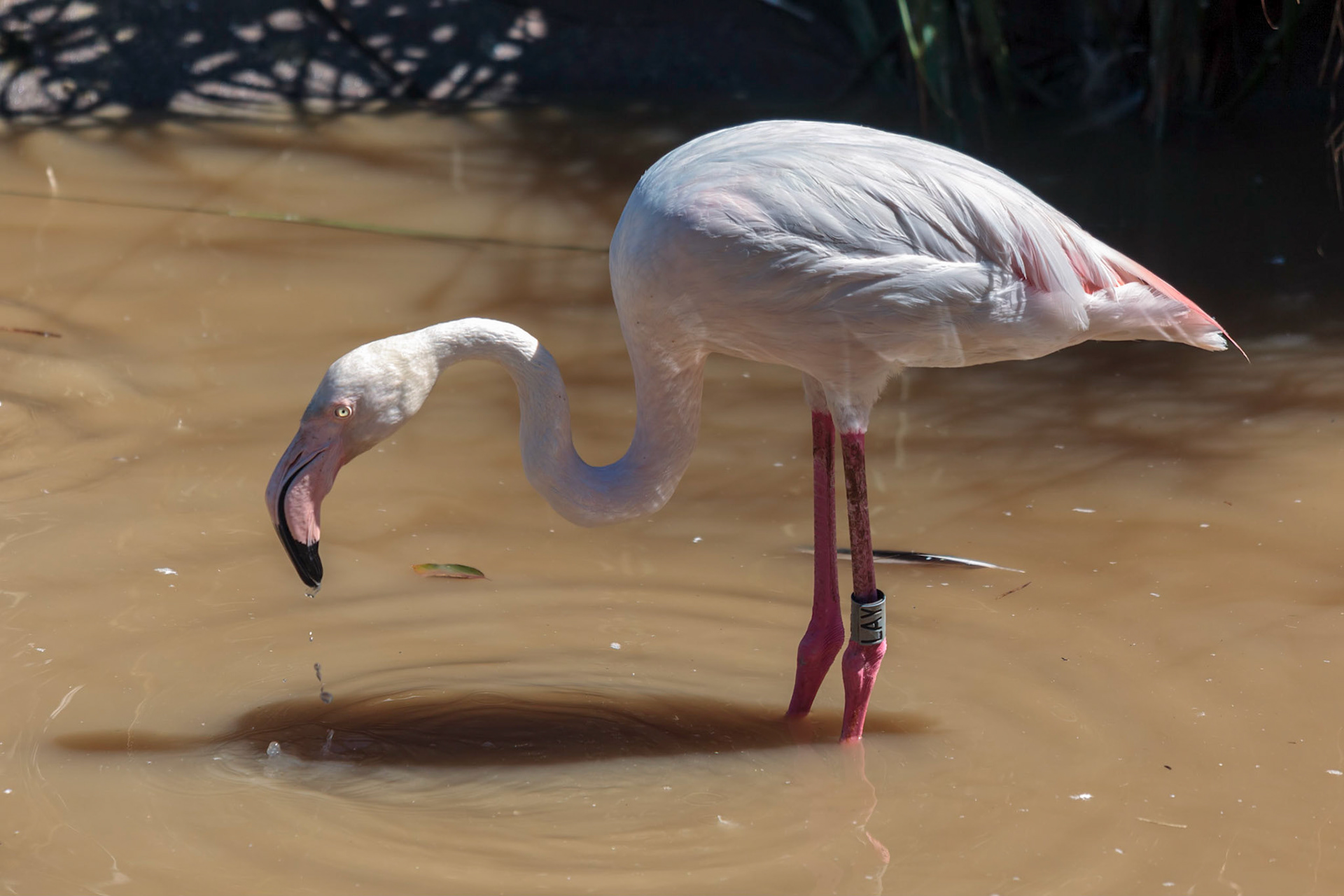 Greater Flamingo (Phoenicopterus roseus)
