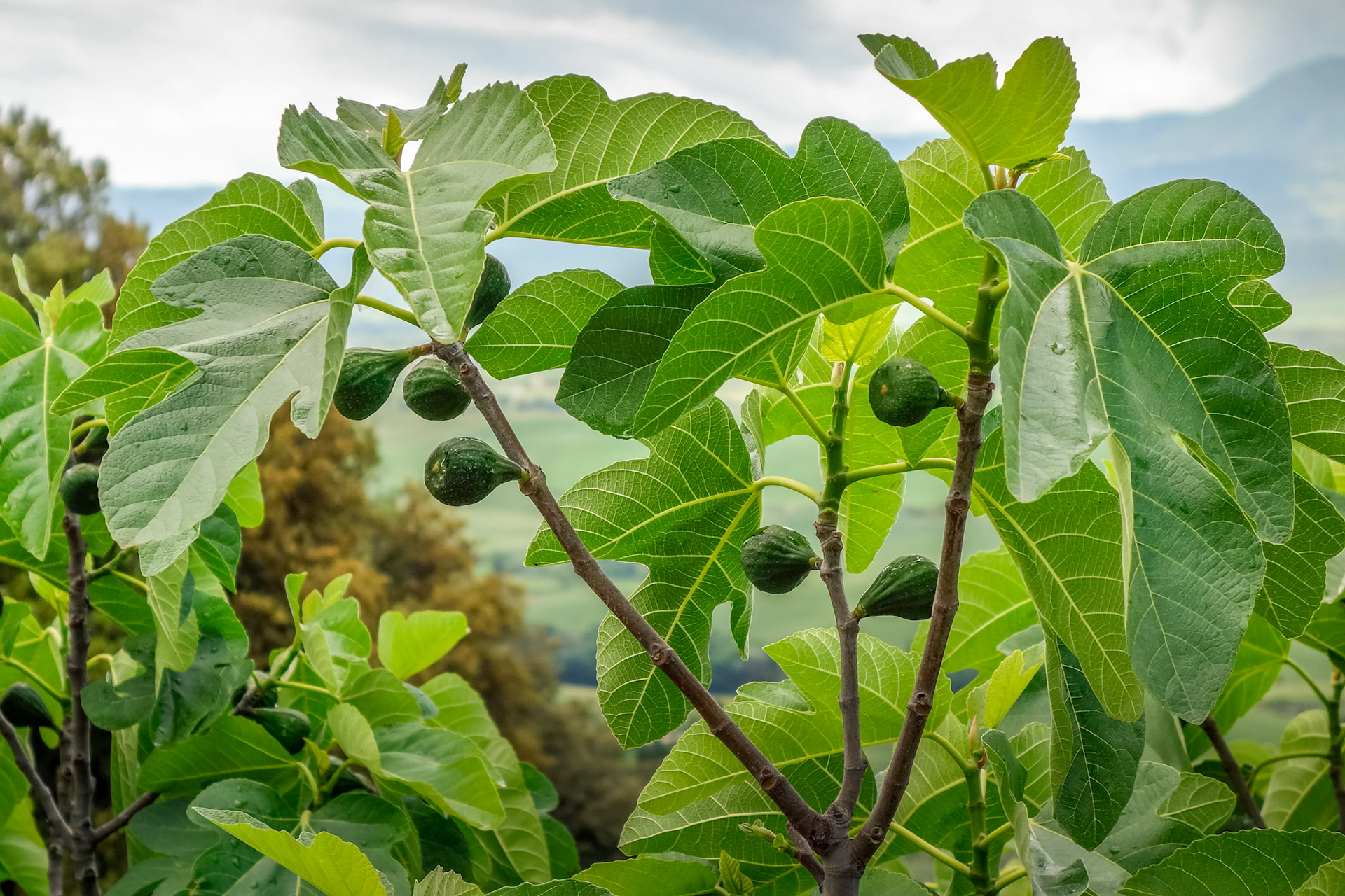 Healthy Fig tree growing in Tuscany Italy
