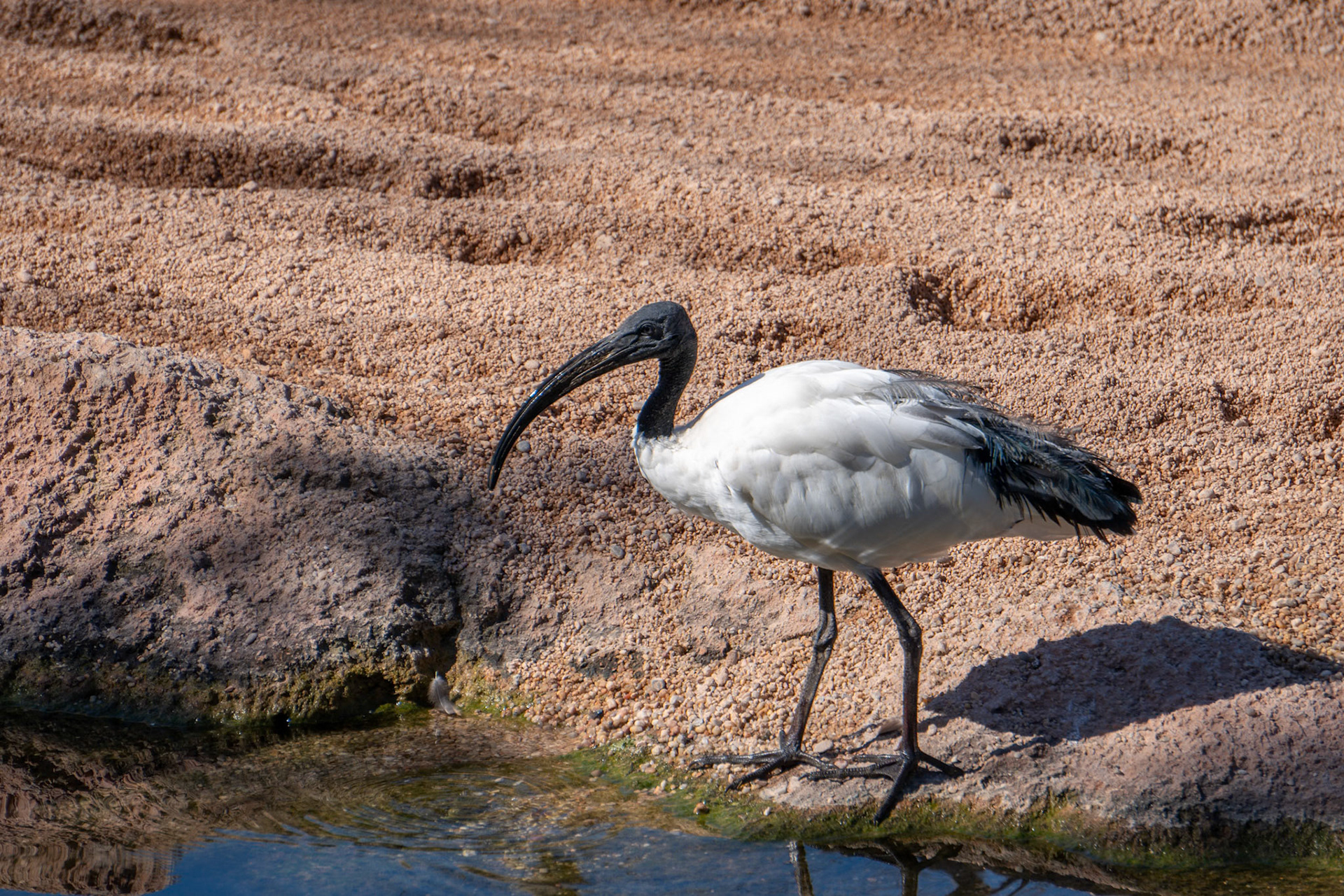 VALENCIA, SPAIN - FEBRUARY 26 : White Ibis (eudocimus albus) at the Bioparc in Valencia Spain on February 26, 2019