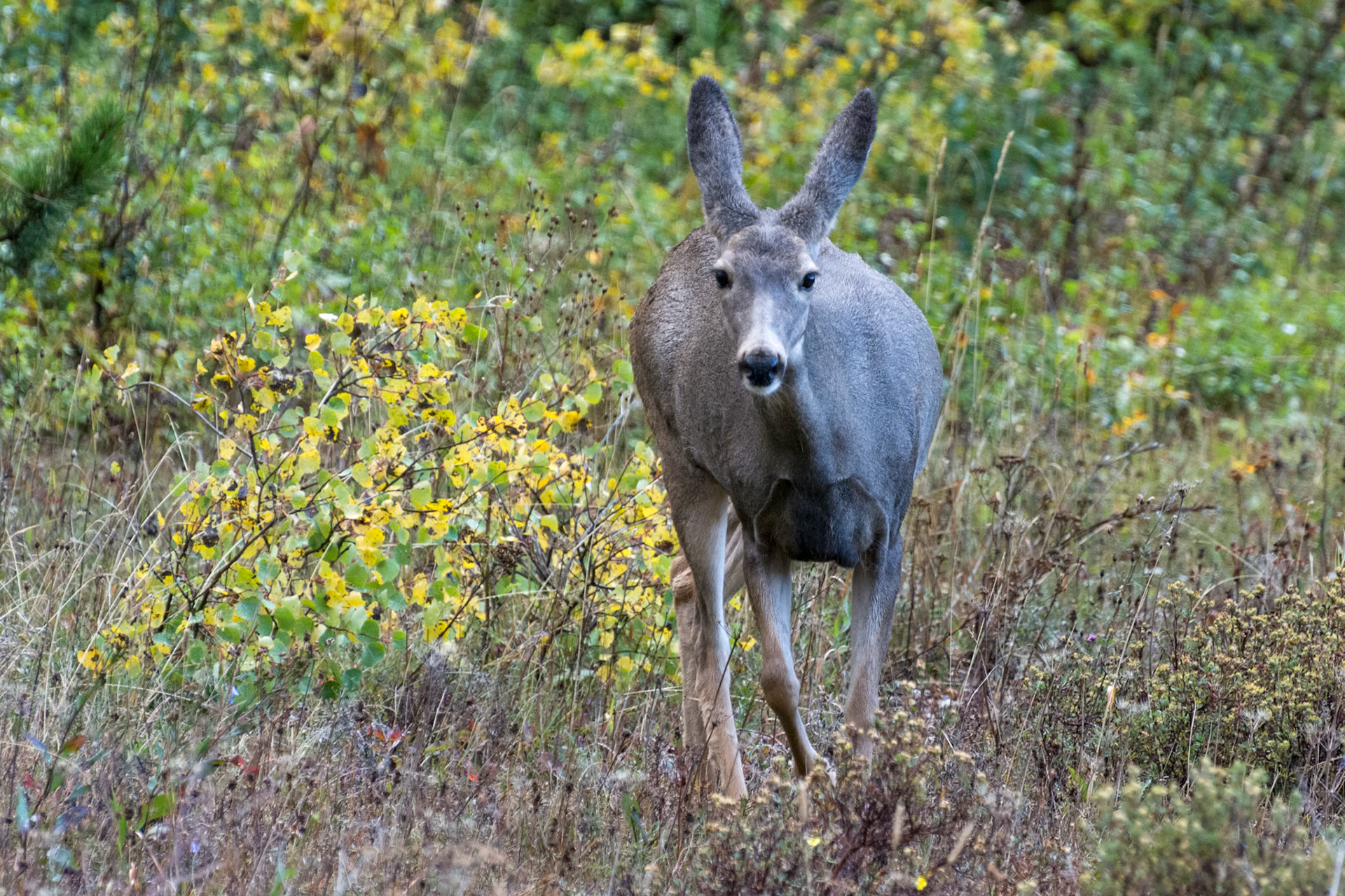 Mule Deer (Odocoileus hemionus)