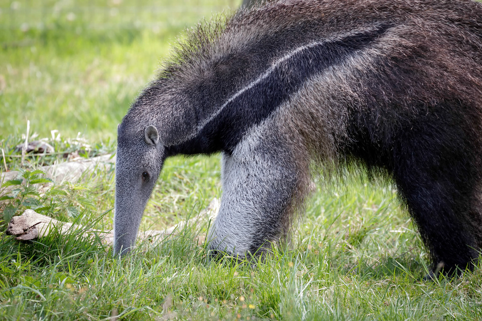 Giant Anteater (Myrmecophaga triductyla)