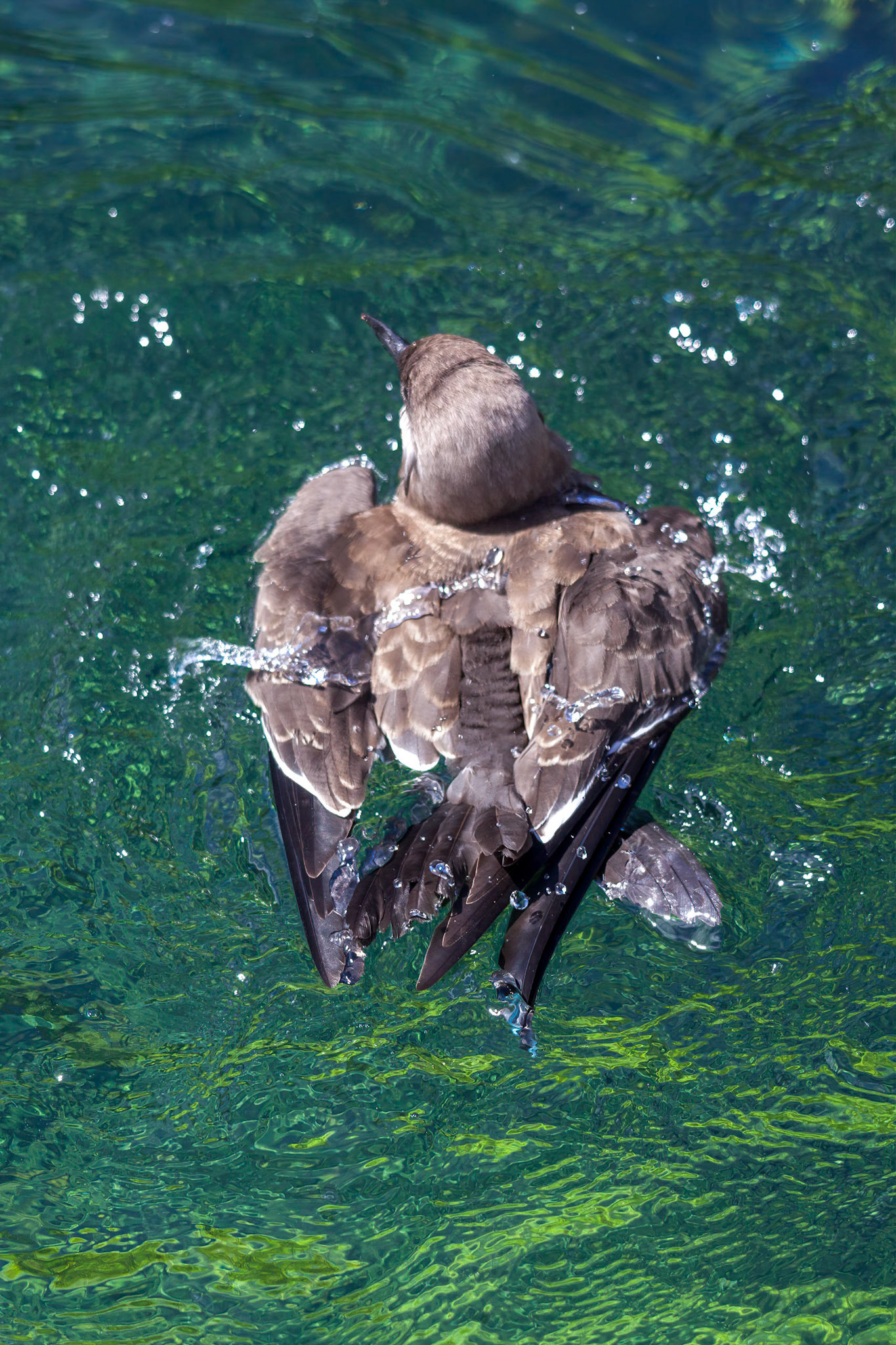 Inca Tern (Larosterna inca) splashing about in the water