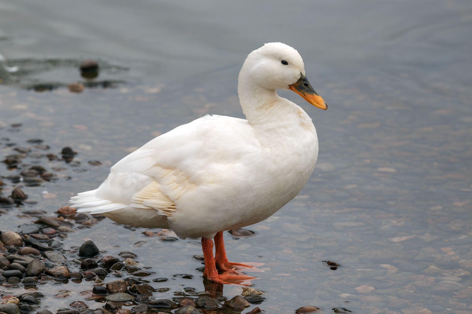 White Duck at Loch Insh