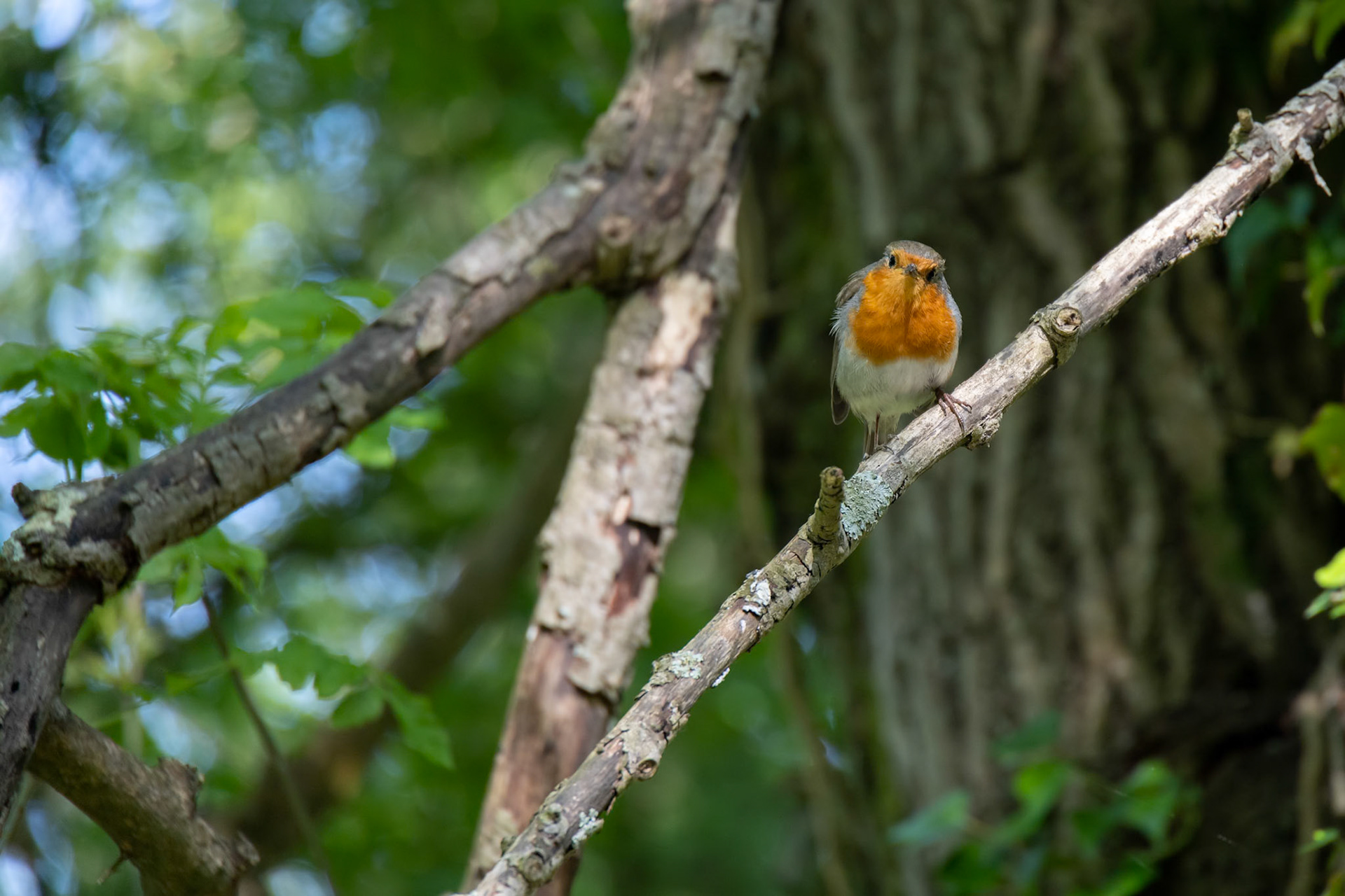Robin singing in a tree on a spring day