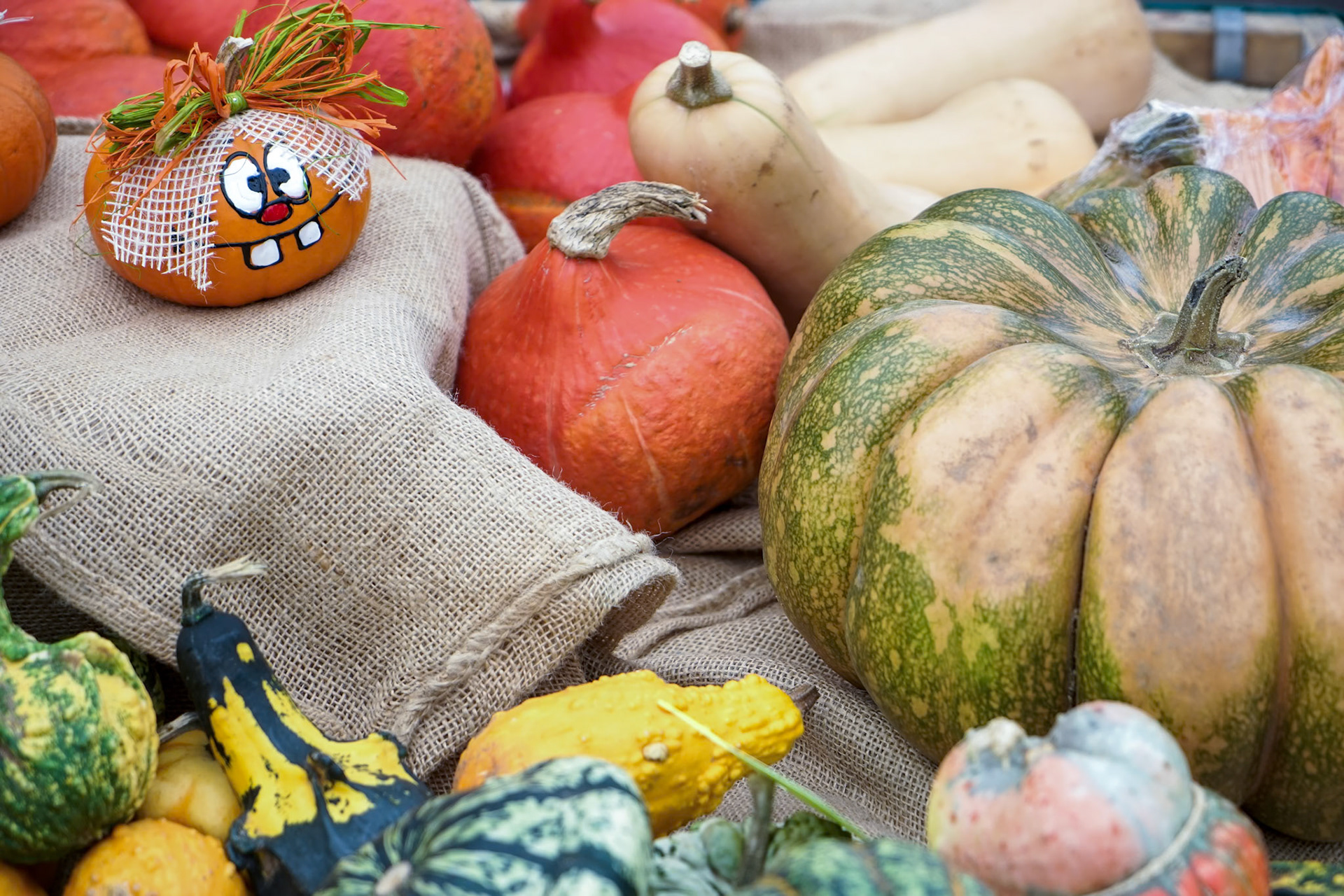 A Group of Colourful Gourds in Friedrichsdorf