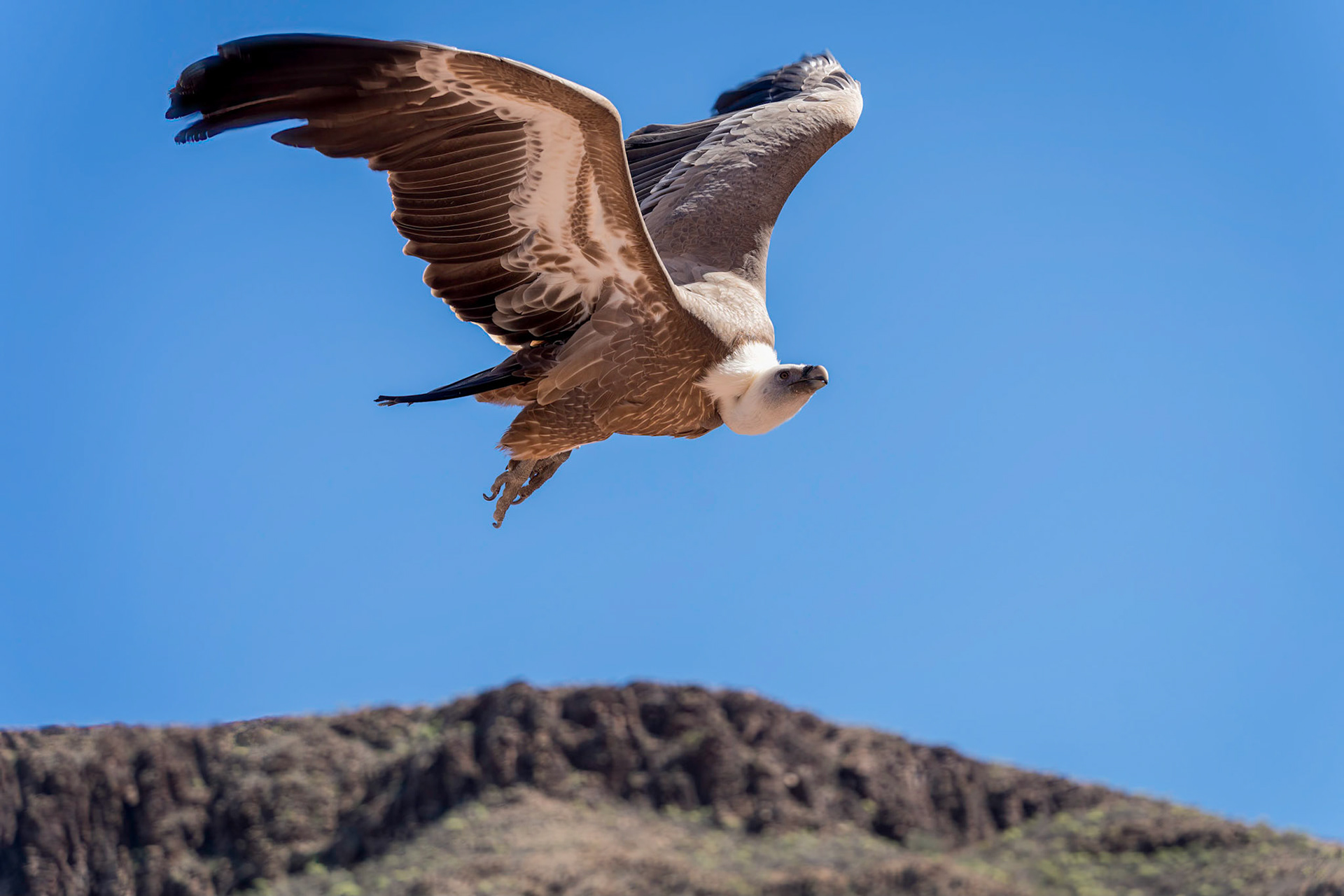 MASPALOMAS, GRAN CANARIA, SPAIN - MARCH 8 : Eurasian Griffon Vulture in flight at Palmitos Park, Maspalomas, Gran Canaria, Canary Islands, Spain on Ma