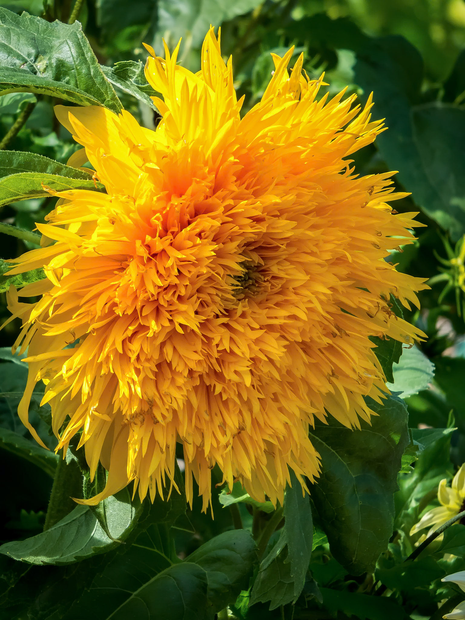 Cultivated Hybrid Sunflower