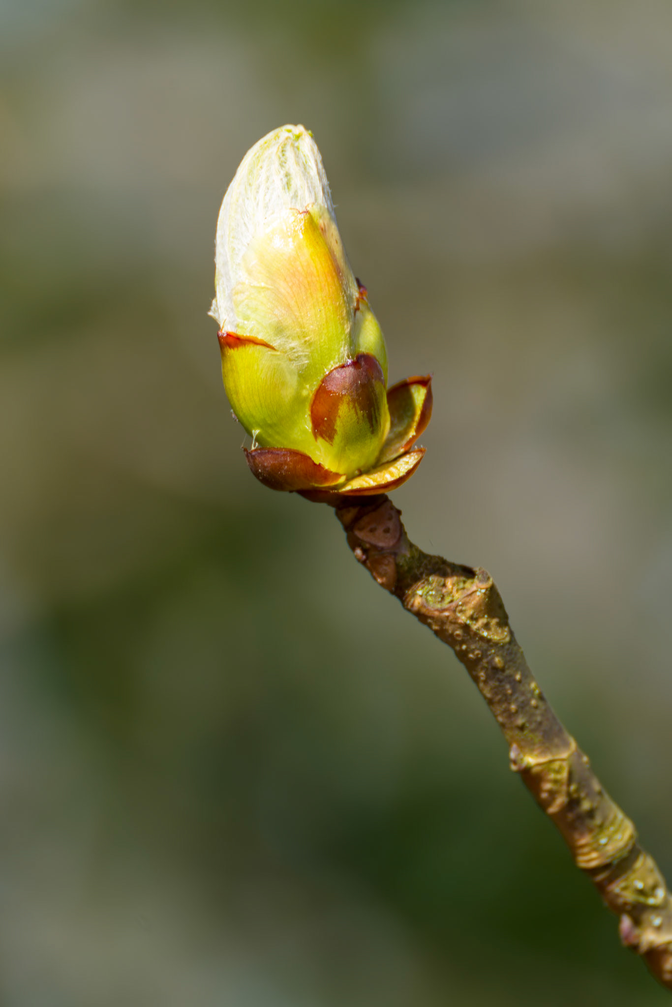 Sticky bud of the Horse Chestnut tree bursting into leaf
