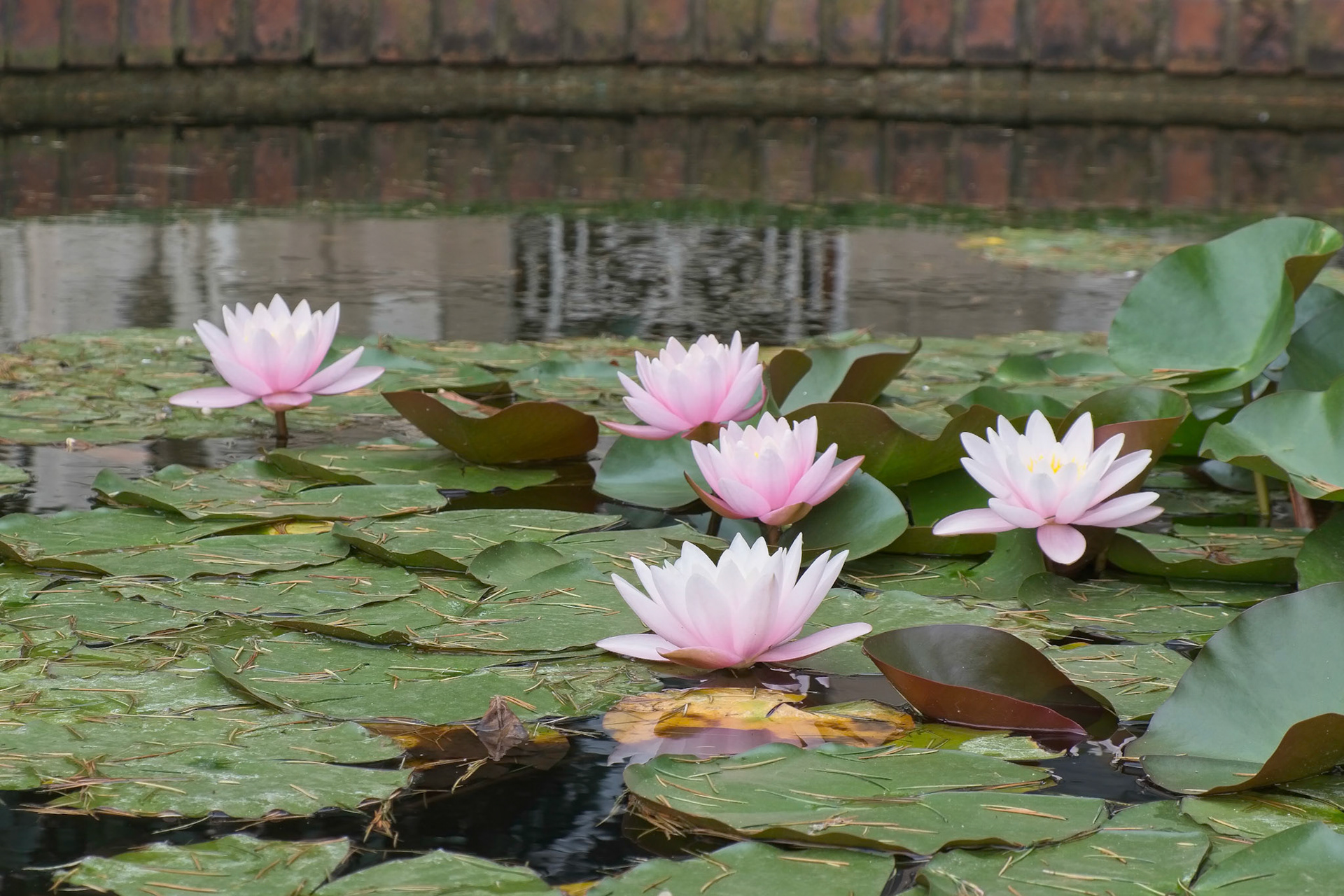 ISTANBUL, TURKEY - MAY 29 : Pink Water Lilies flowering at the Dolmabache Palace and Museum in Istanbul Turkey on May 29, 2018