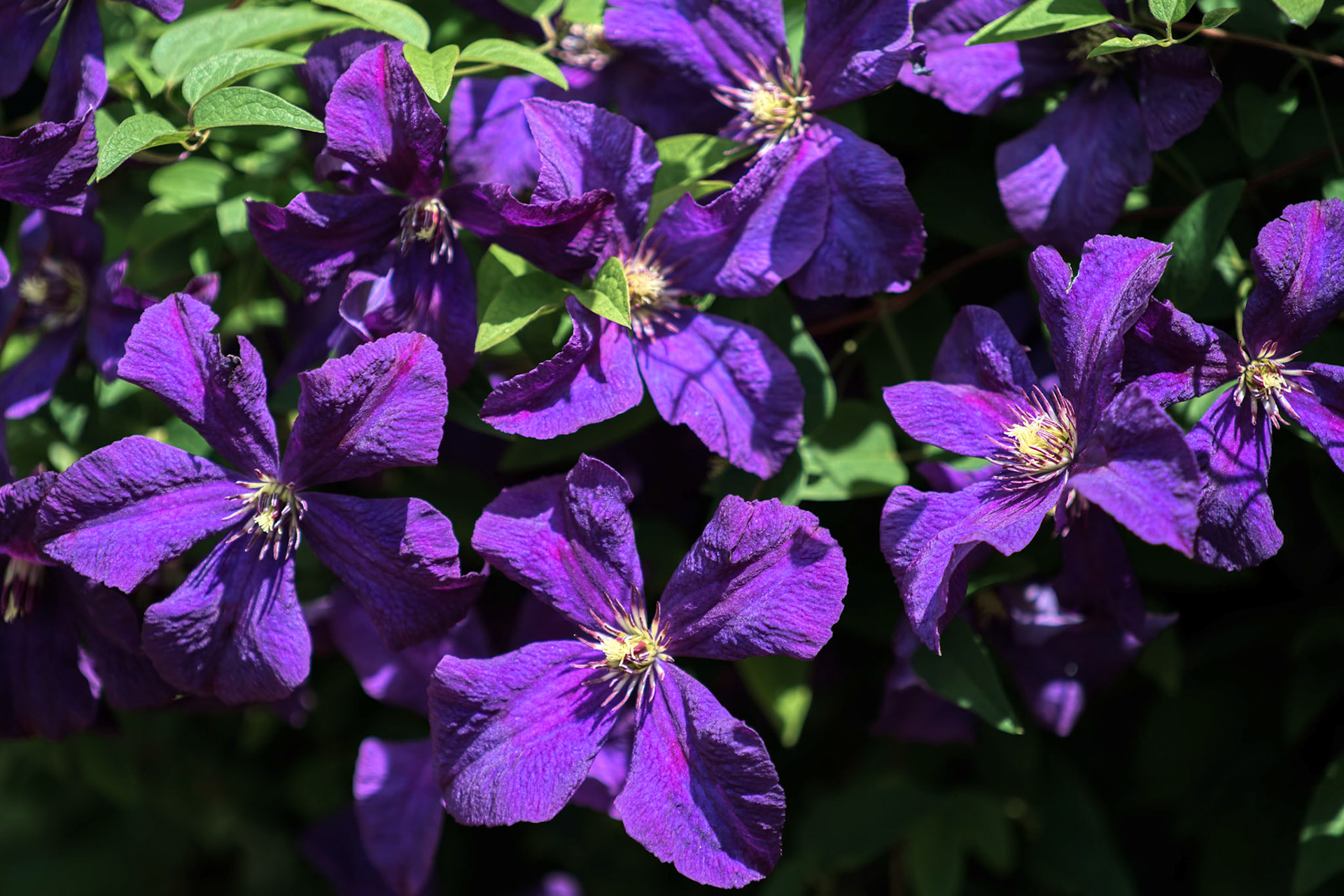 Sunlit Blue Clematis with an Abundance of Flowers
