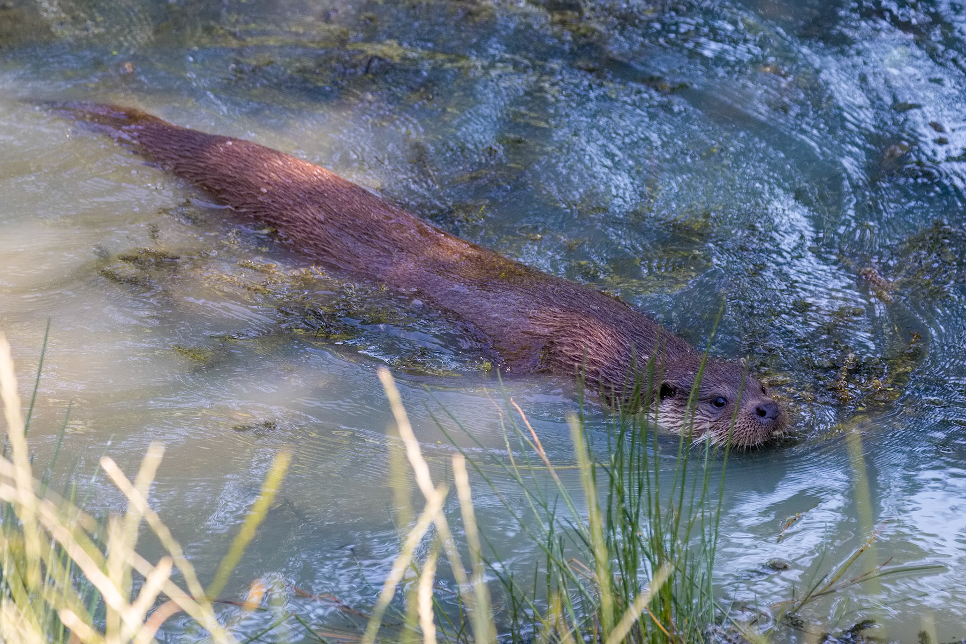 Eurasian Otter (Lutra lutra) swimming through the lake