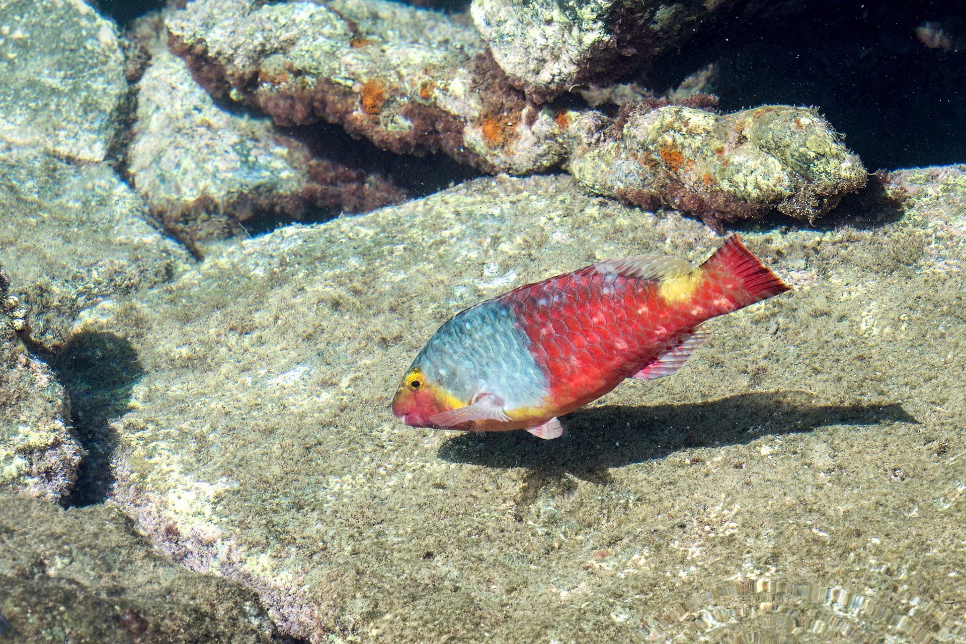 Veja fish endemic in the Canary Islands